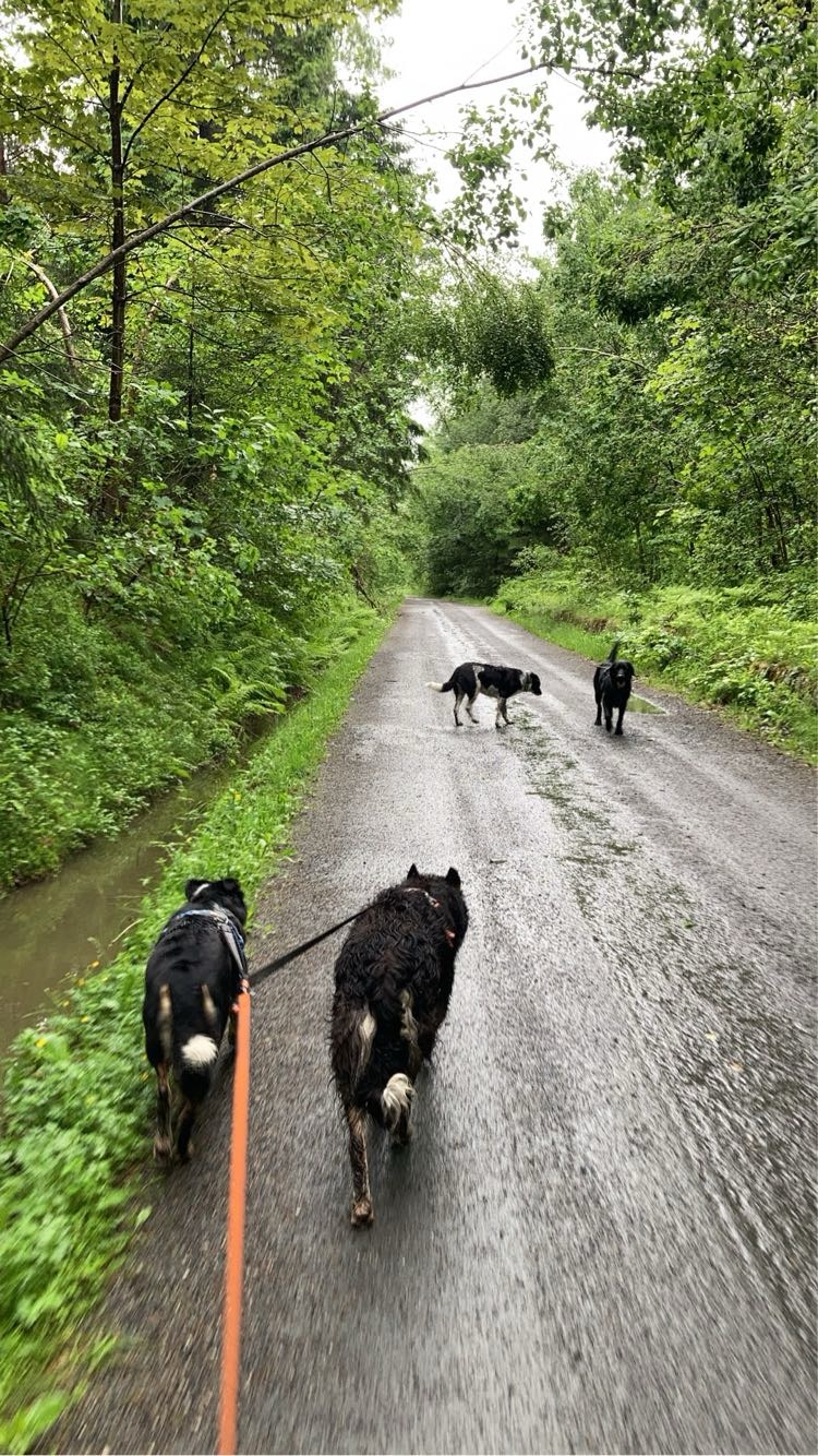 Hund og natur fra kennelopphold hos Hundetrener Synne Åkre