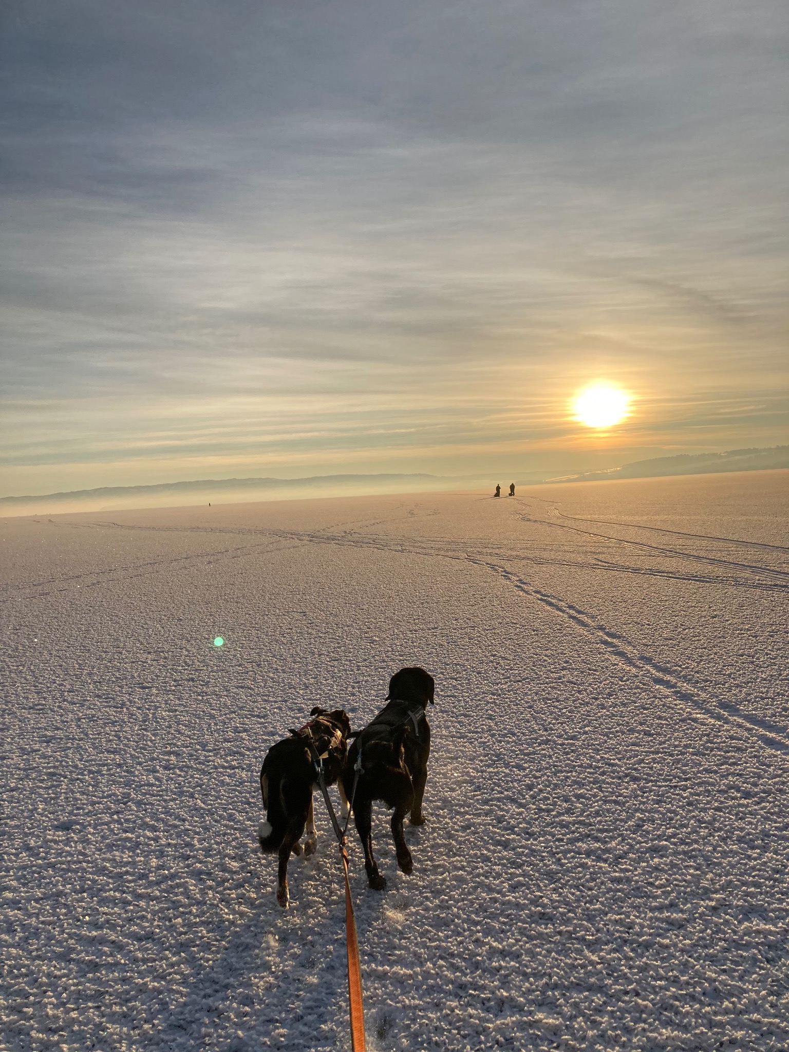 Hund og natur fra kennelopphold hos Hundetrener Synne Åkre