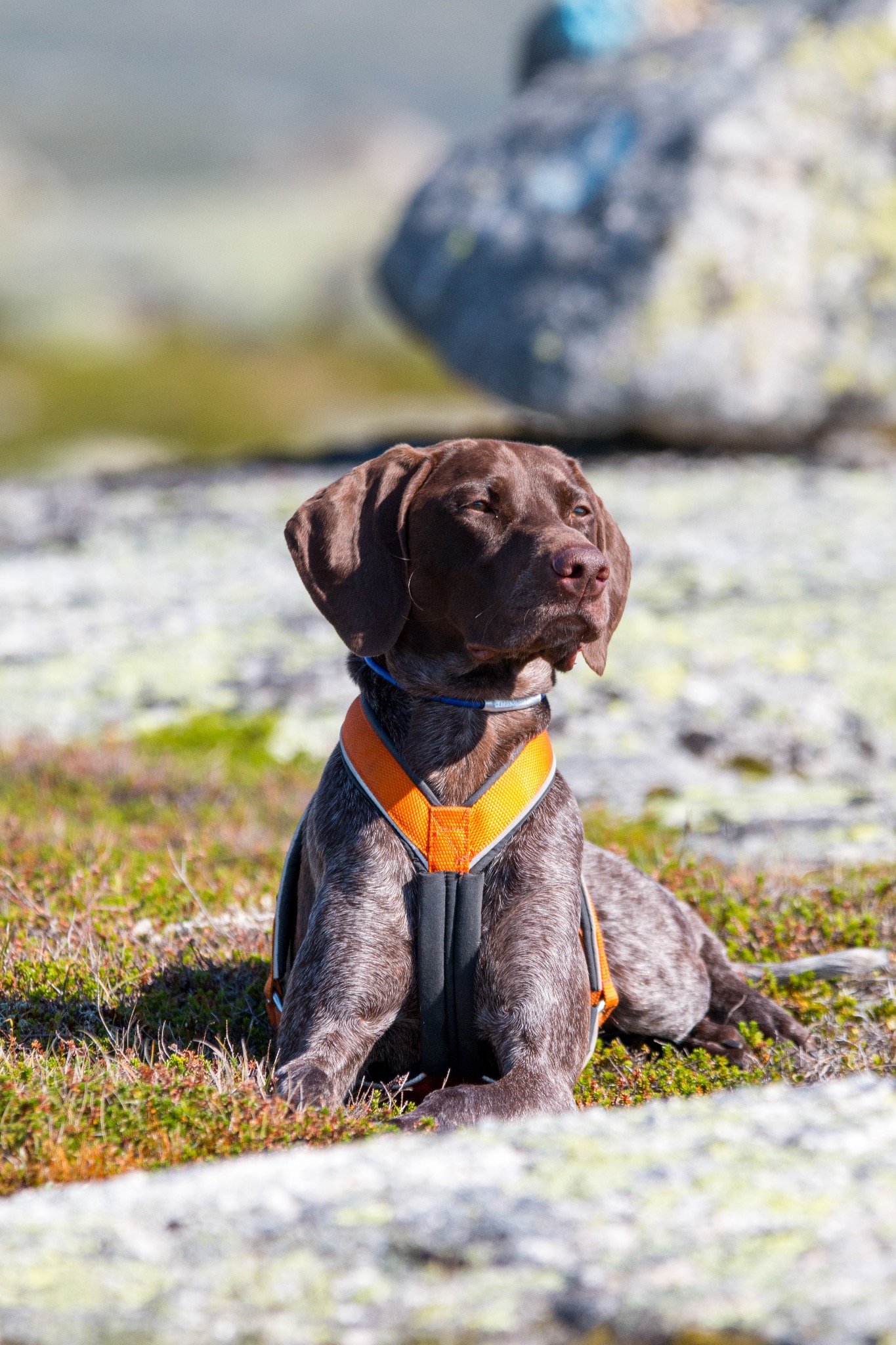 Hund og natur fra kennelopphold hos Hundetrener Synne Åkre