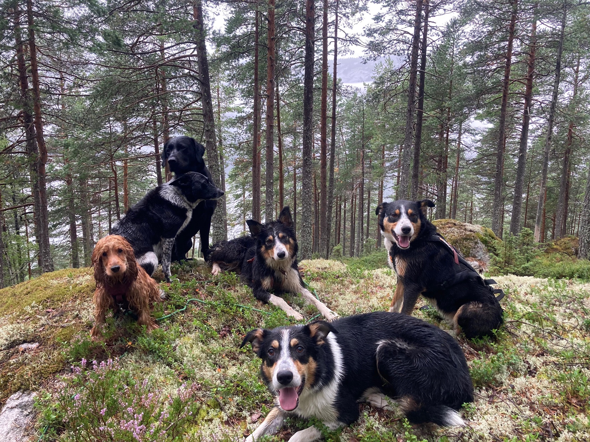 Hund og natur fra kennelopphold hos Hundetrener Synne Åkre