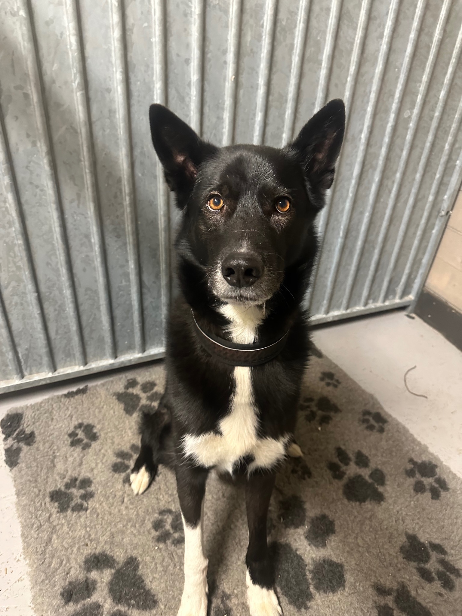 Hund og natur fra kennelopphold hos Hundetrener Synne Åkre