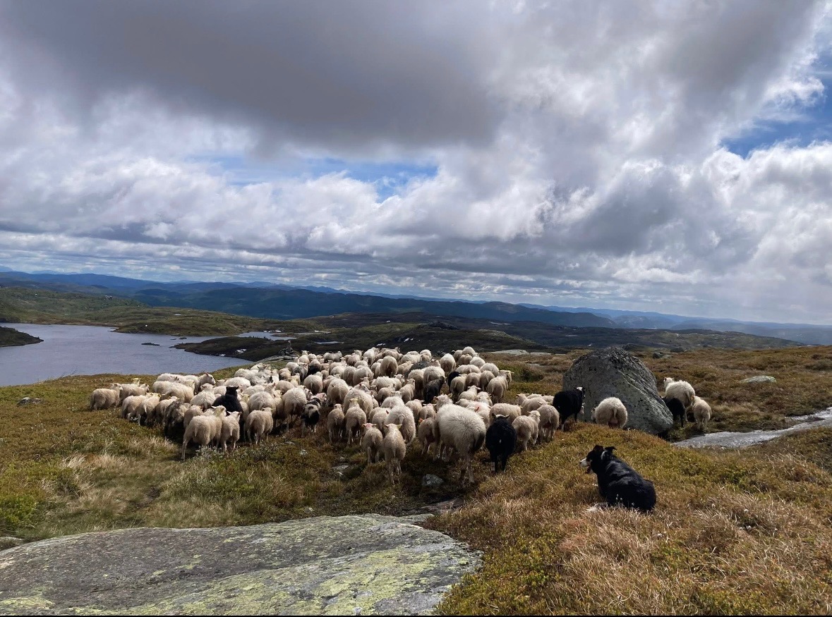 Hund og natur fra kennelopphold hos Hundetrener Synne Åkre
