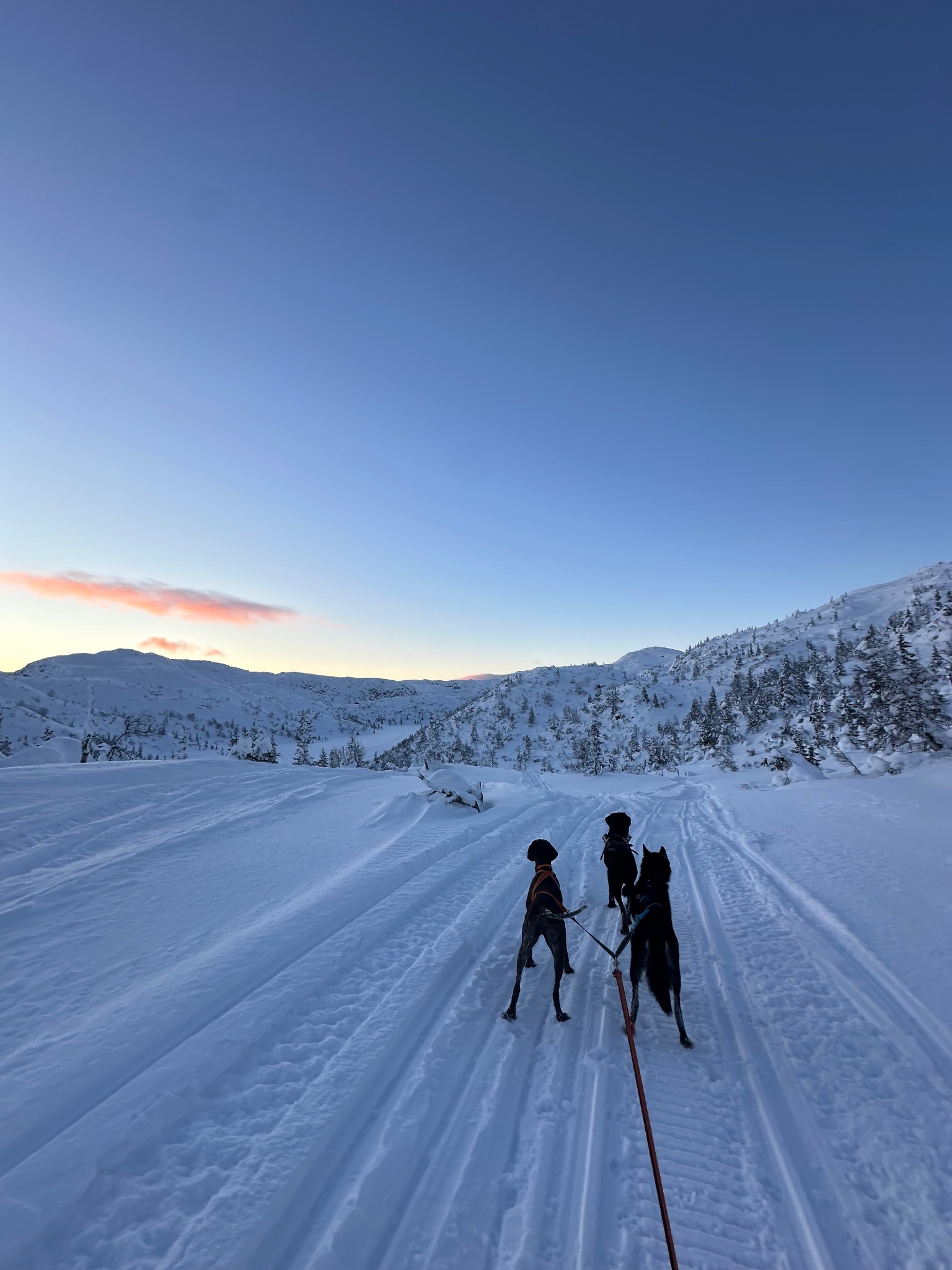 Hund og natur fra kennelopphold hos Hundetrener Synne Åkre