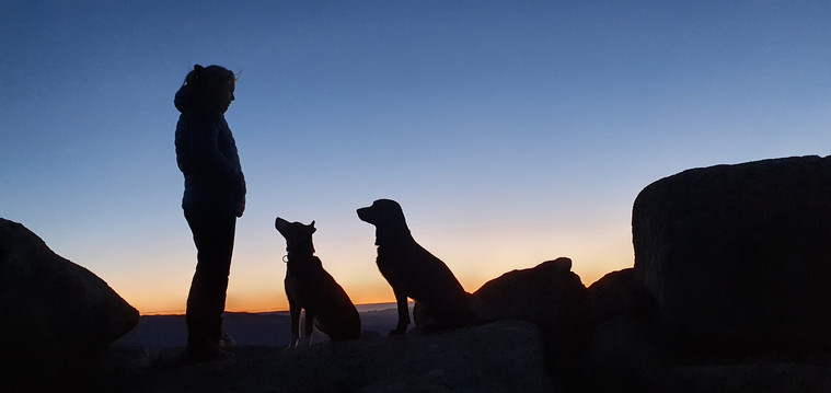 Hund og natur fra kennelopphold hos Hundetrener Synne Åkre