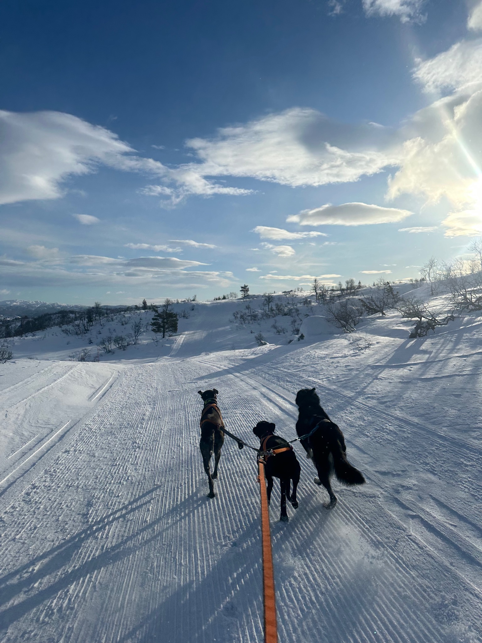 Hund og natur fra kennelopphold hos Hundetrener Synne Åkre