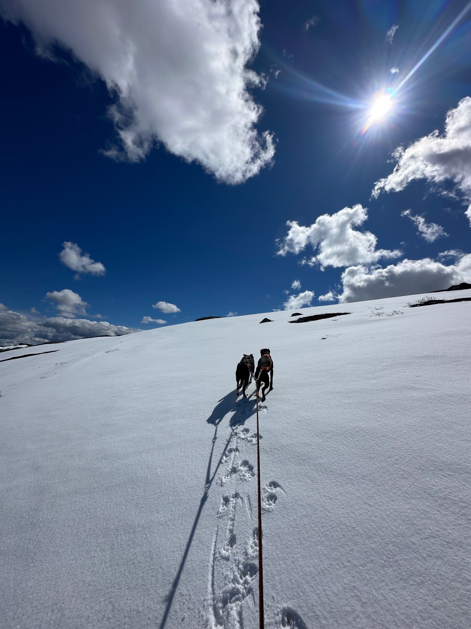 Hund og natur fra kennelopphold hos Hundetrener Synne Åkre