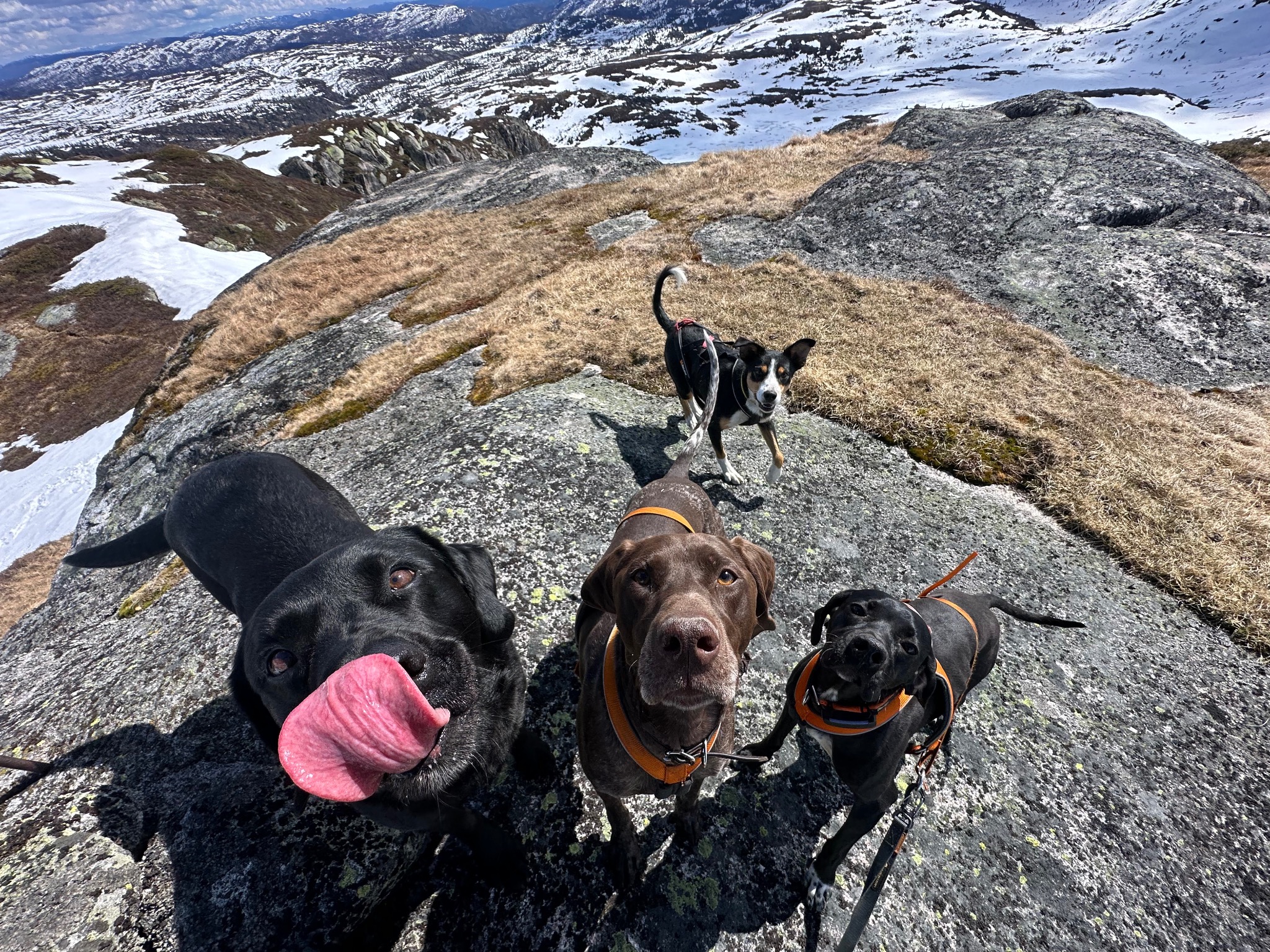 Hund og natur fra kennelopphold hos Hundetrener Synne Åkre