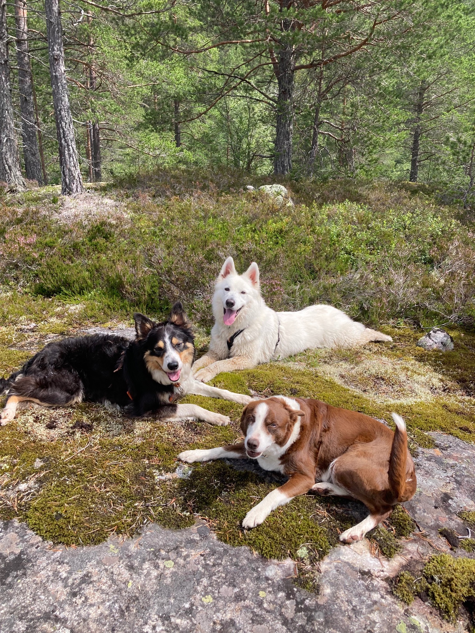 Hunder på tur i skogen