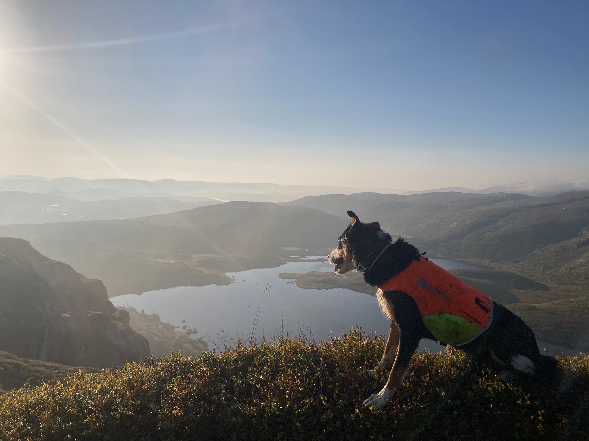 Hund på fjellet