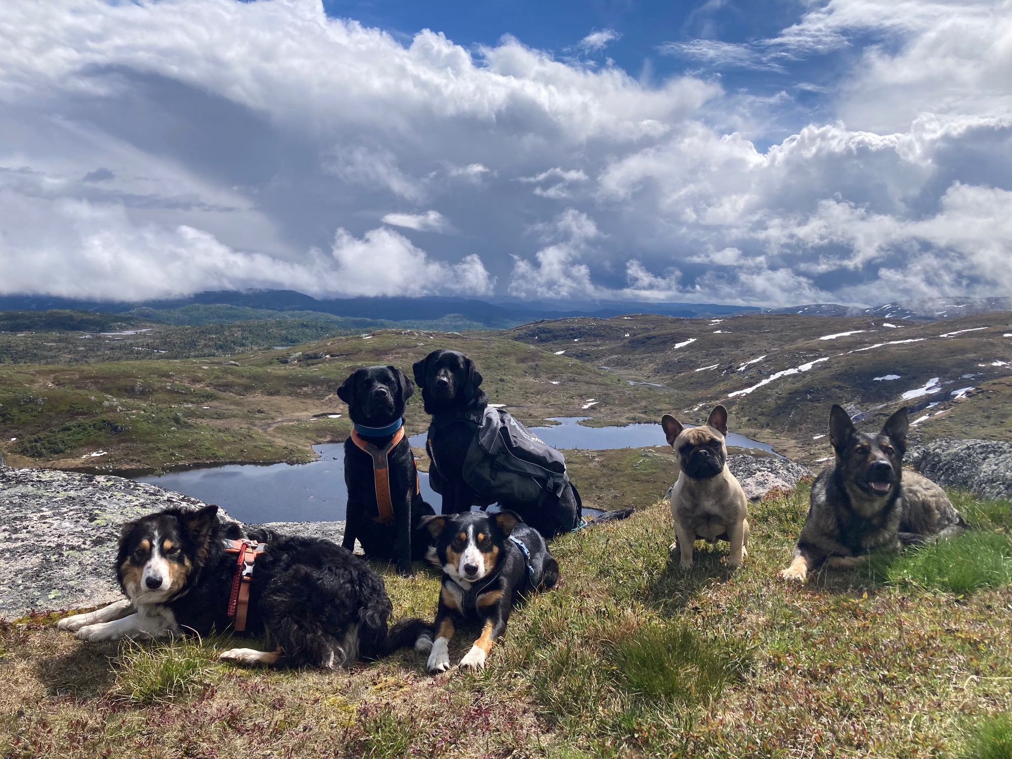 Hunder på fjelltur
