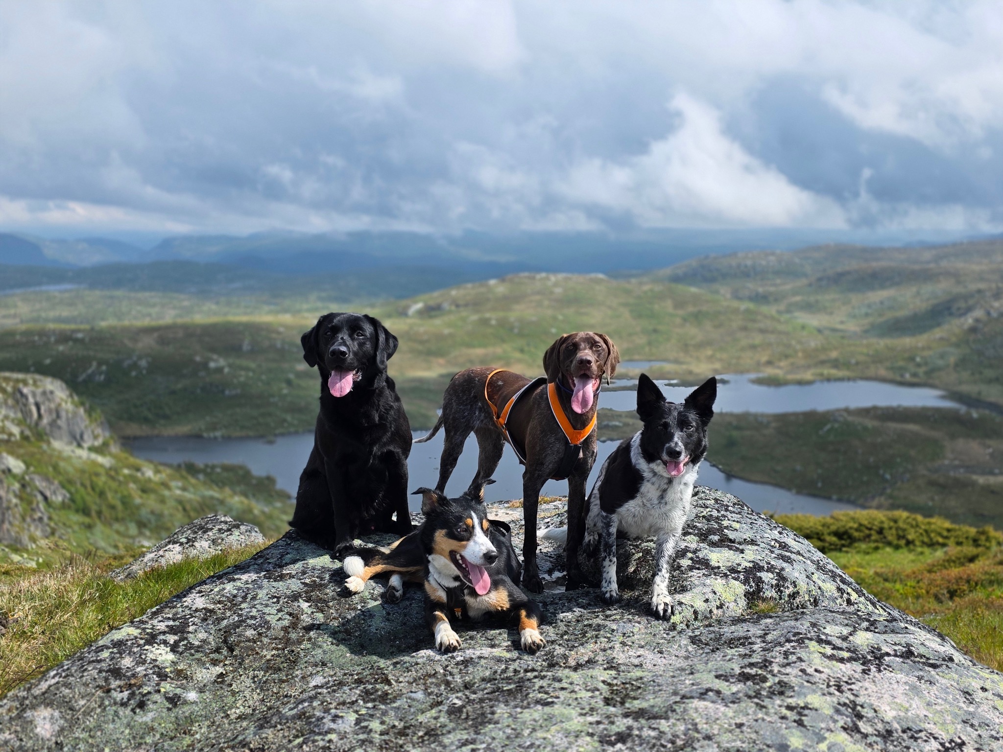 Hunder på fjelltopp