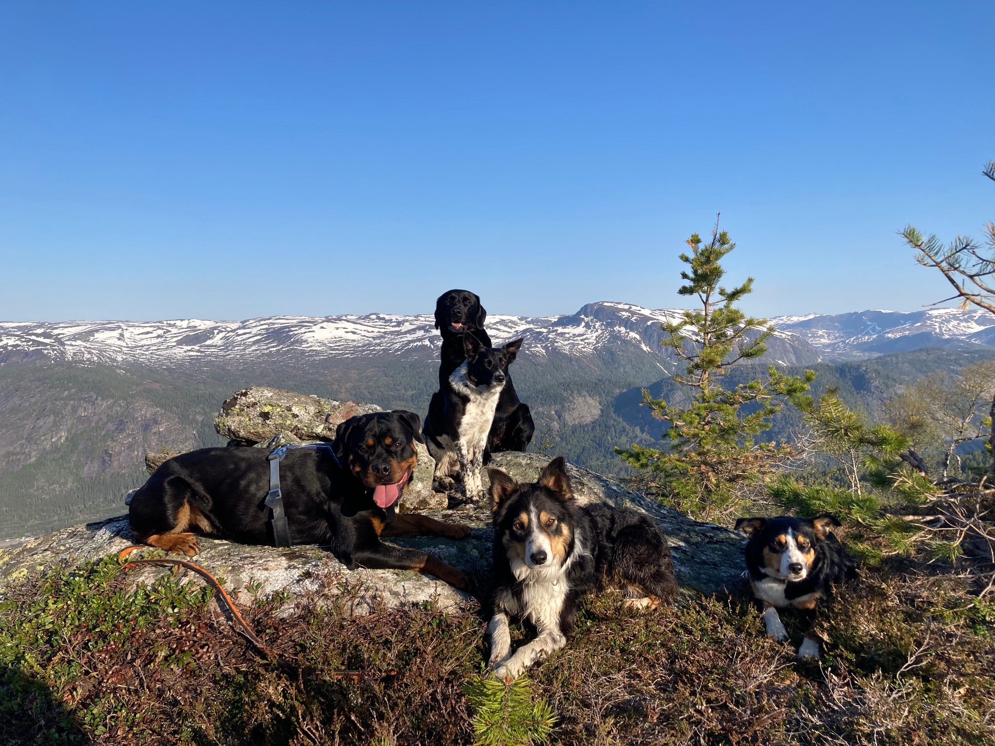 Hunder på vintertur