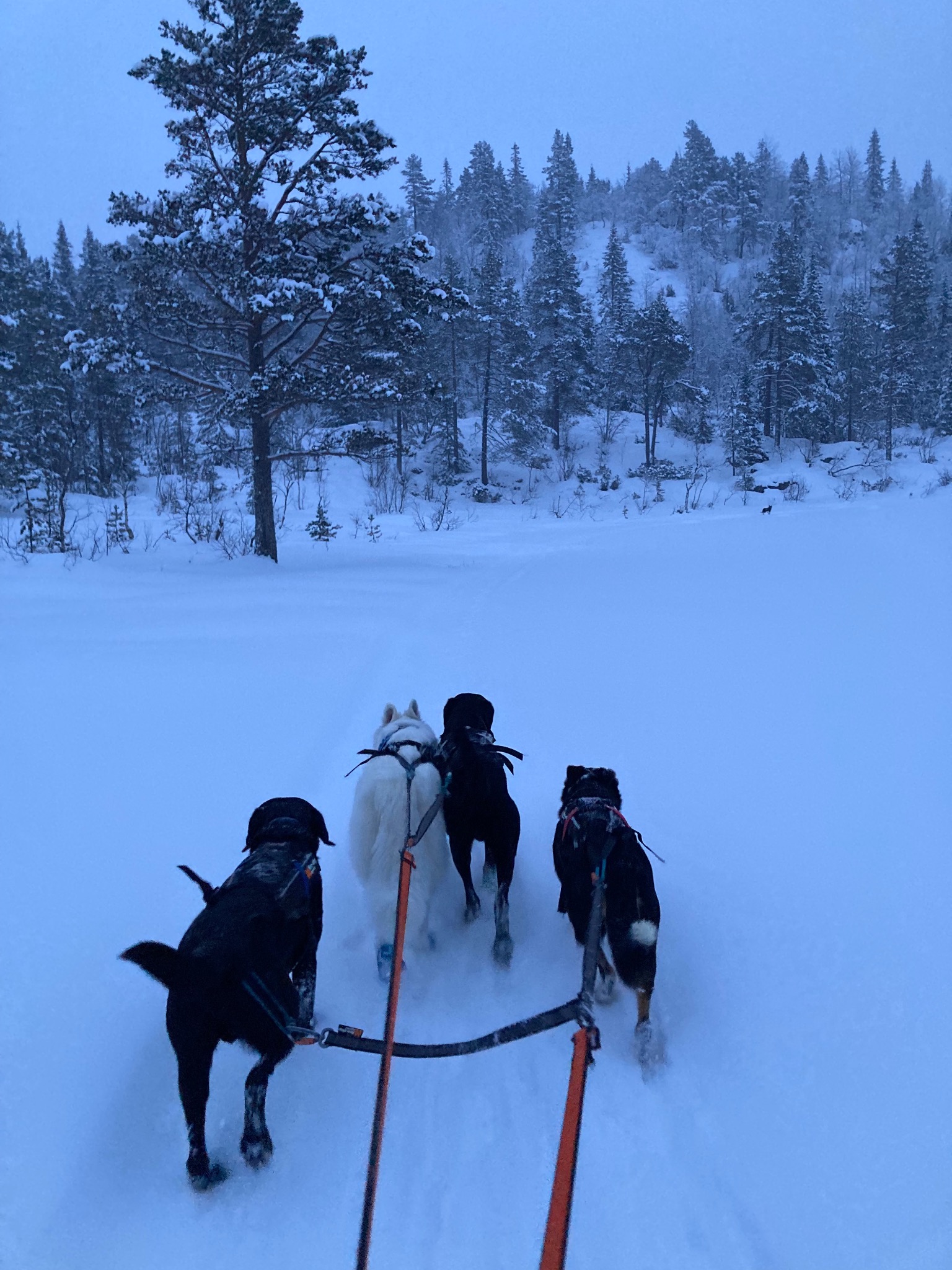 Hunder i fjellet