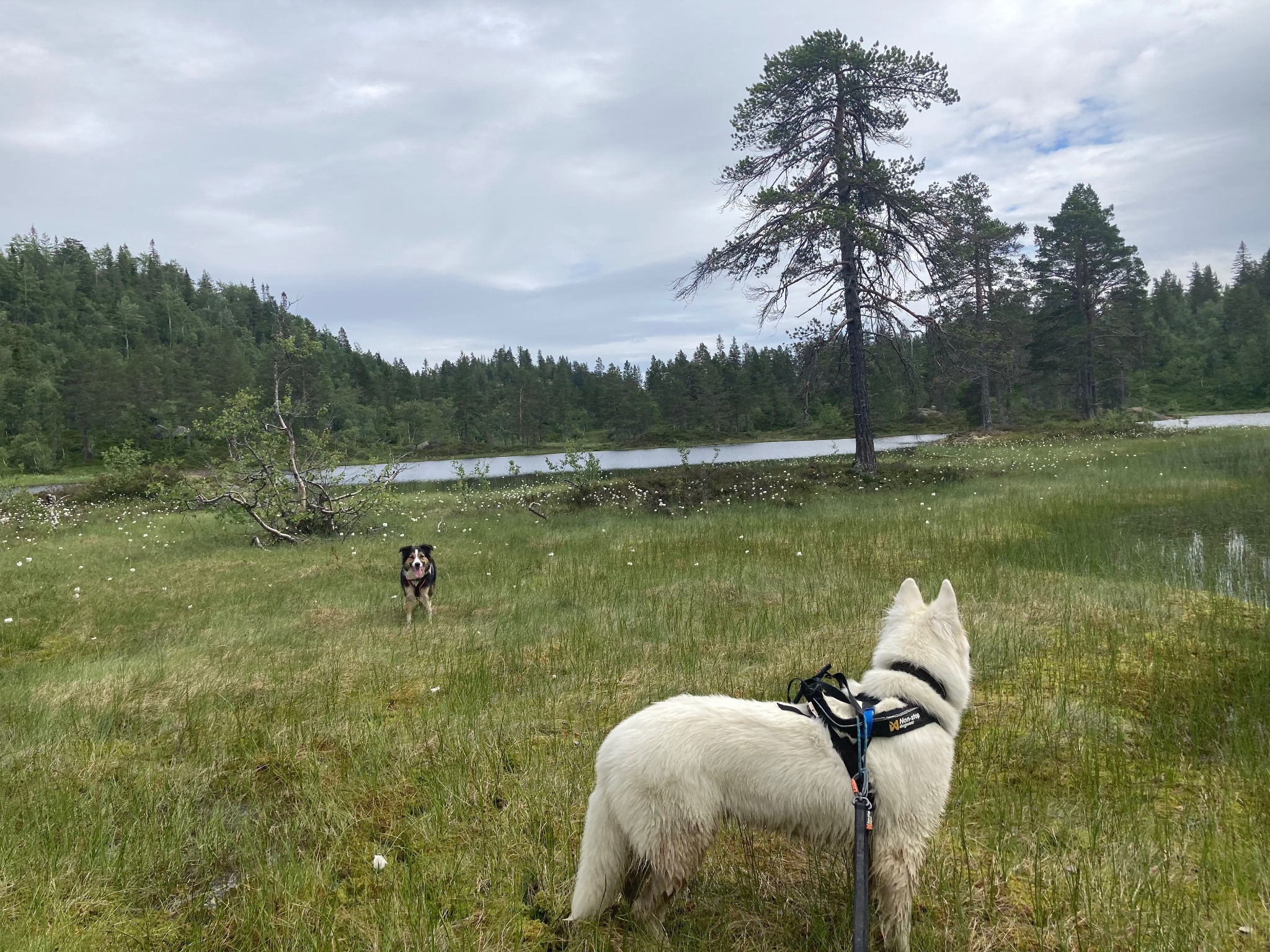 Hunder i høstskog