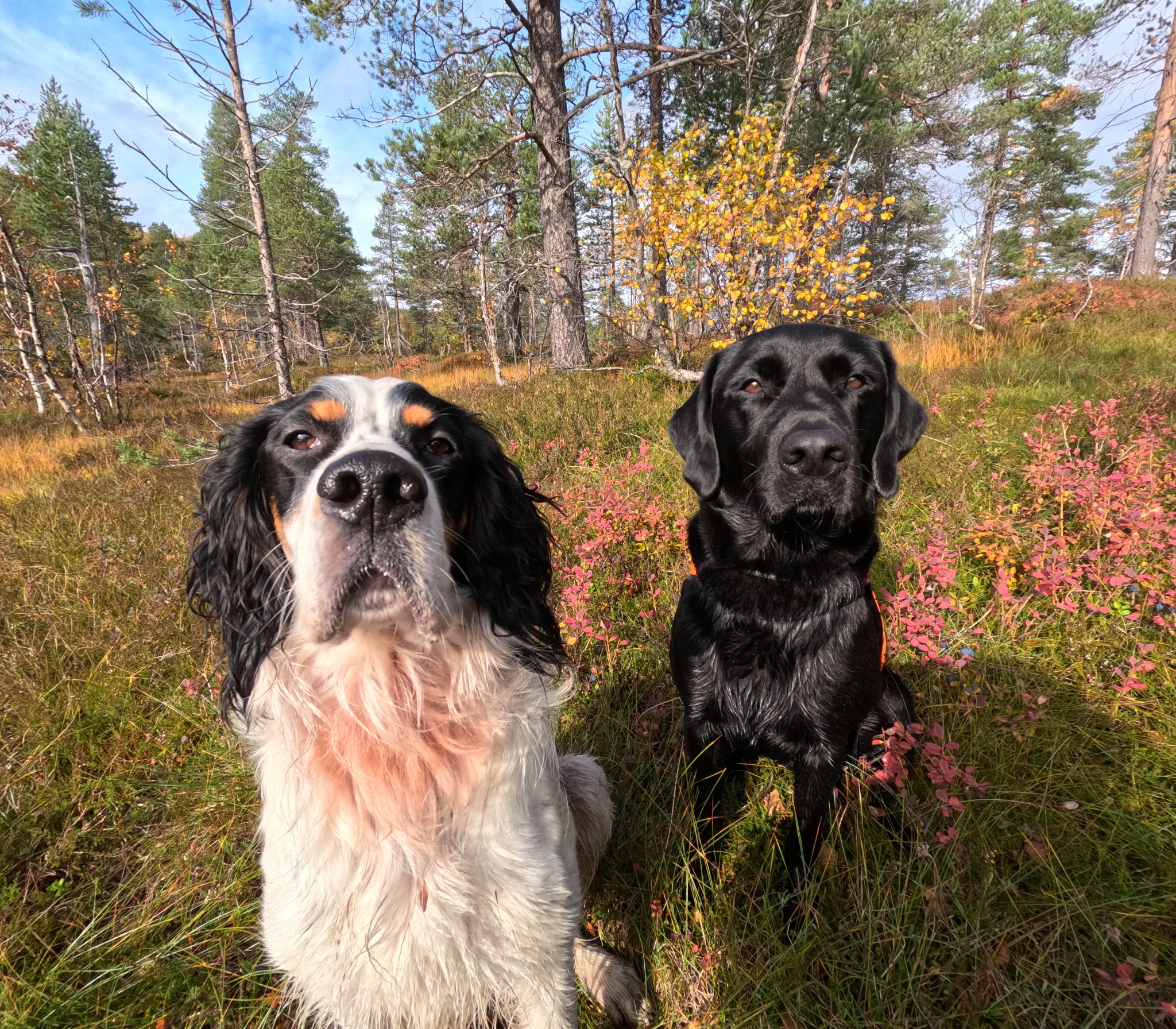 Hunder i skogen