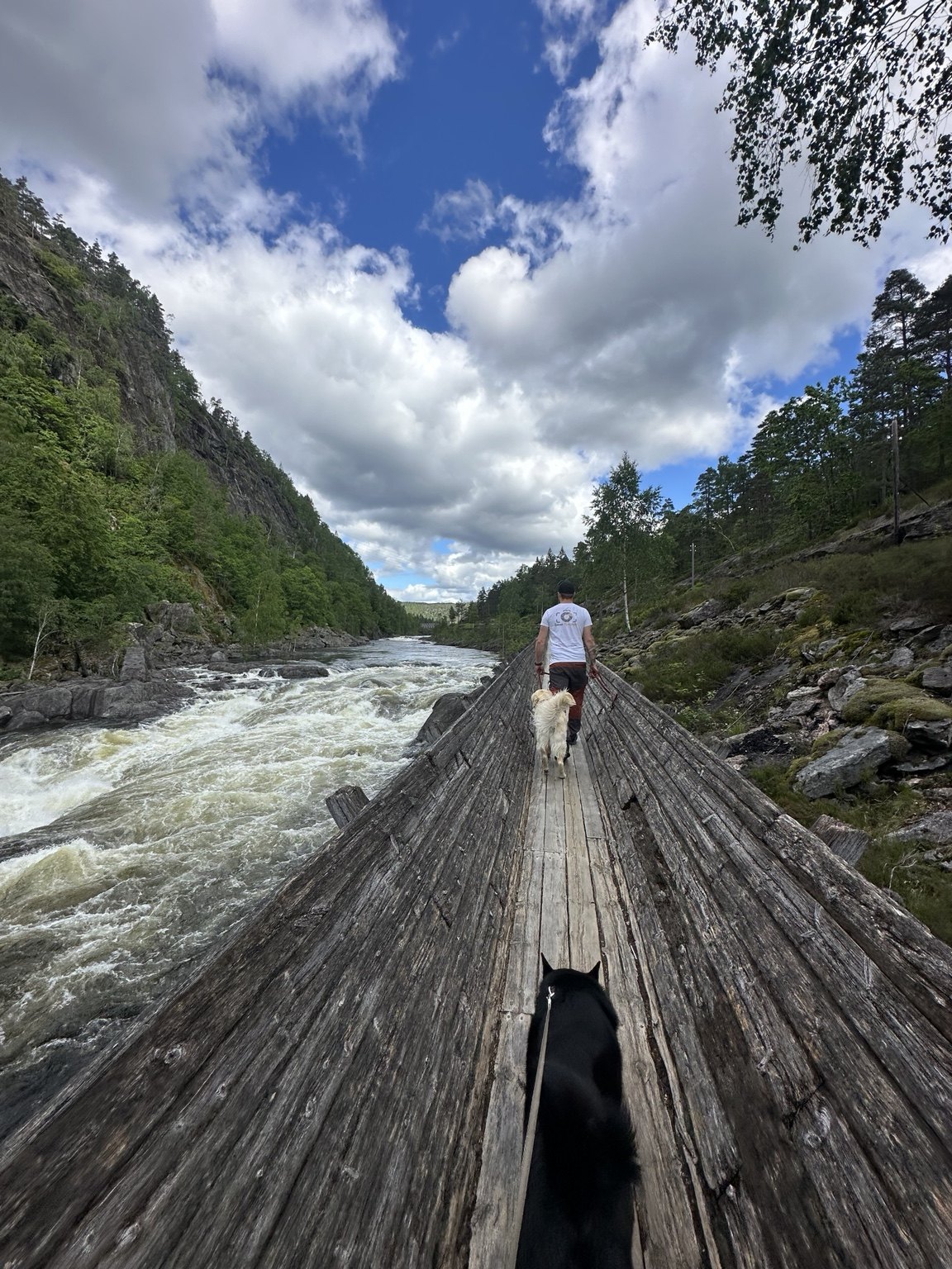 Kennelopphold hos Hundetrener Synne Åkre