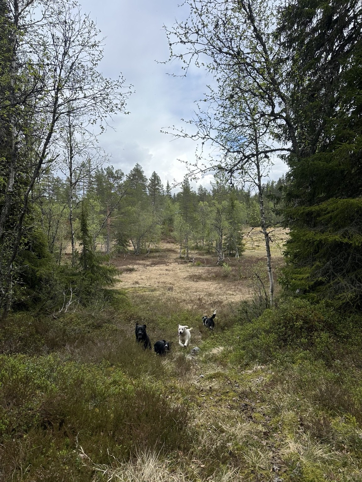Kennelopphold hos Hundetrener Synne Åkre