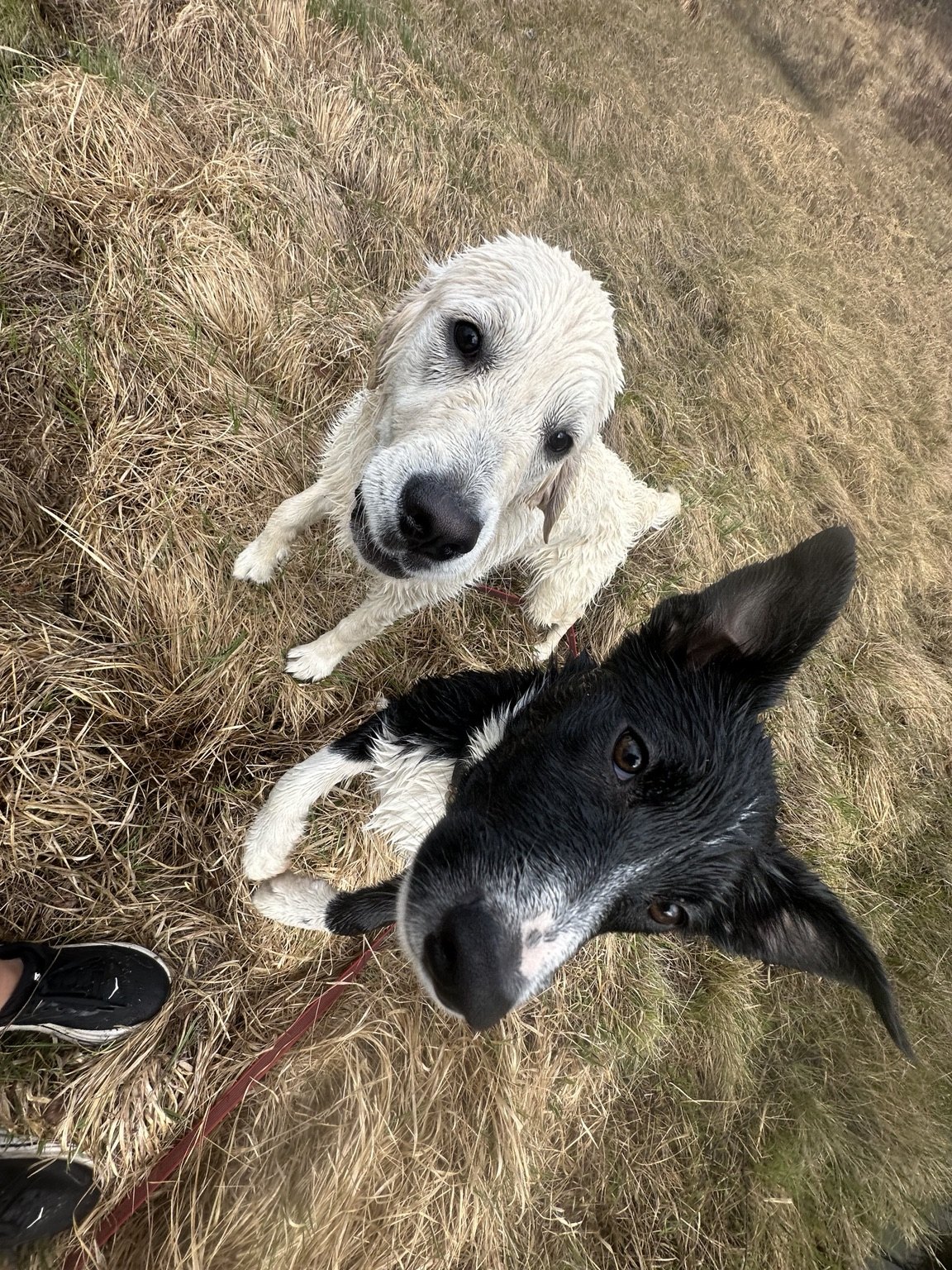 Kennelopphold hos Hundetrener Synne Åkre