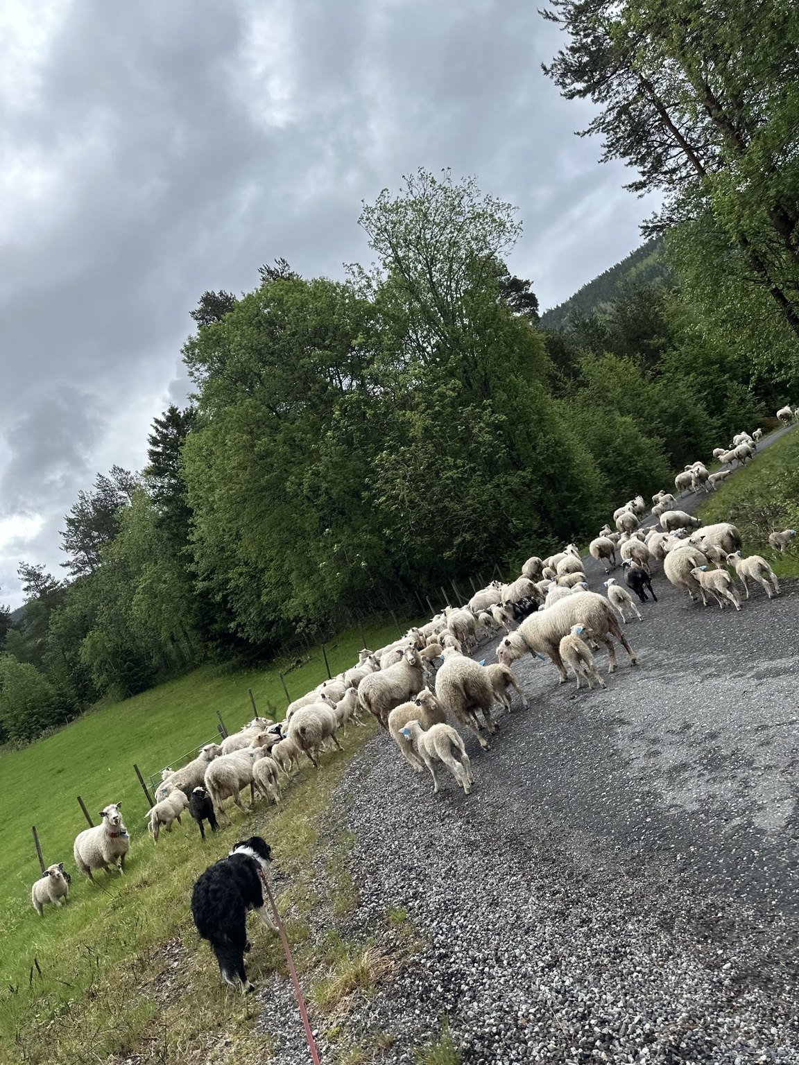 Kennelopphold hos Hundetrener Synne Åkre