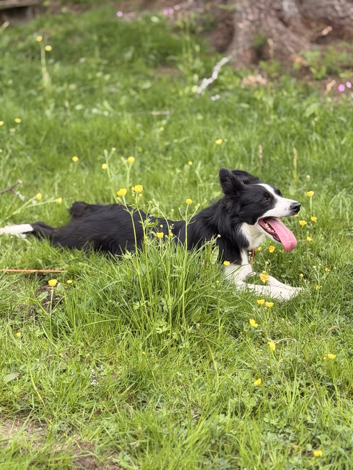 Kennelopphold hos Hundetrener Synne Åkre