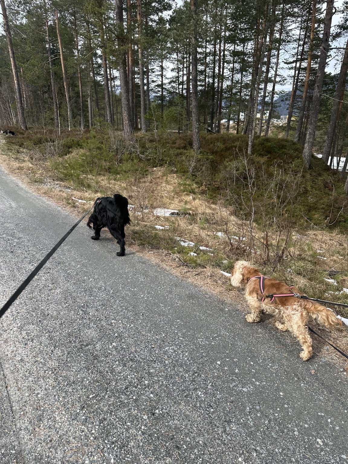 Kennelopphold hos Hundetrener Synne Åkre