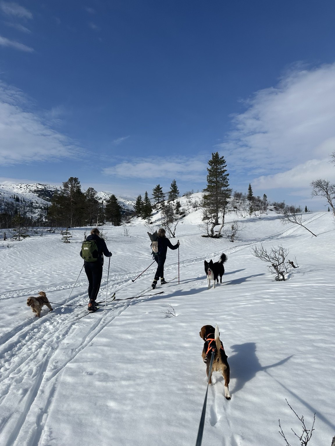 Kennelopphold hos Hundetrener Synne Åkre