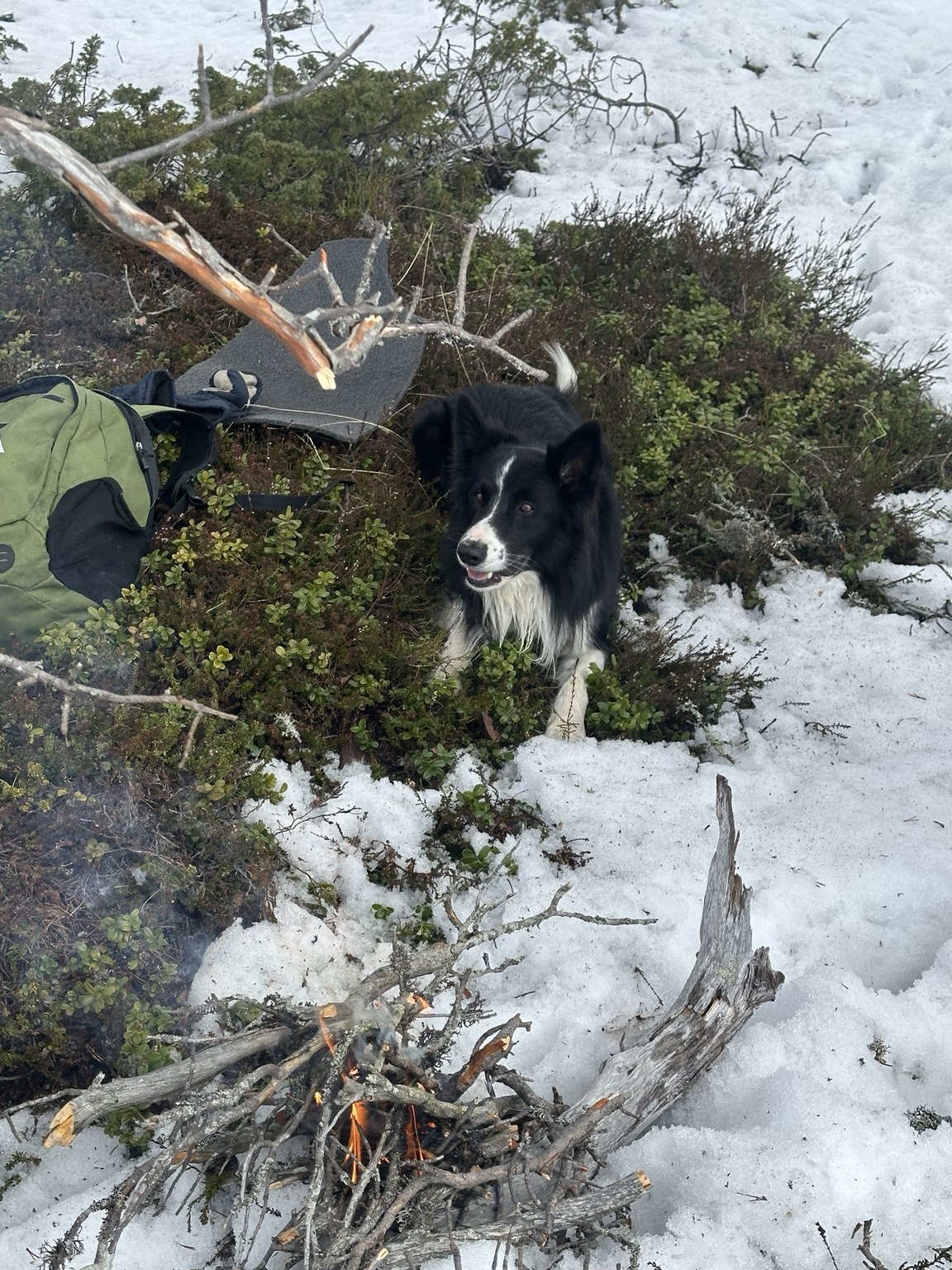 Kennelopphold hos Hundetrener Synne Åkre
