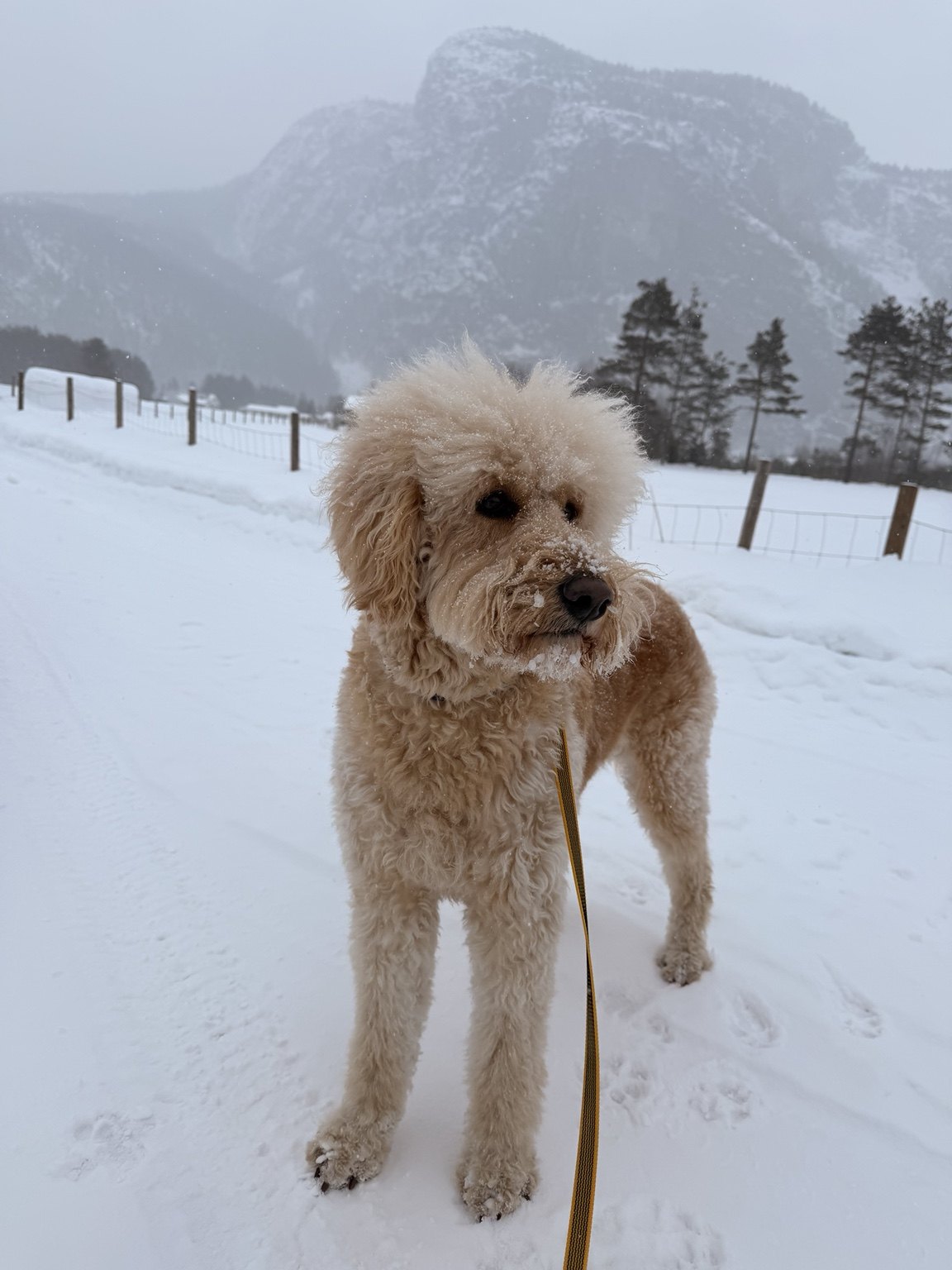 Kennelopphold hos Hundetrener Synne Åkre