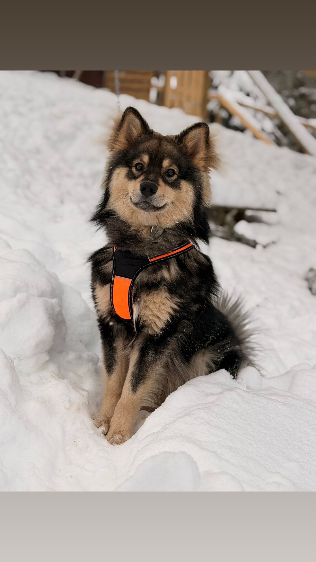 Kennelopphold hos Hundetrener Synne Åkre