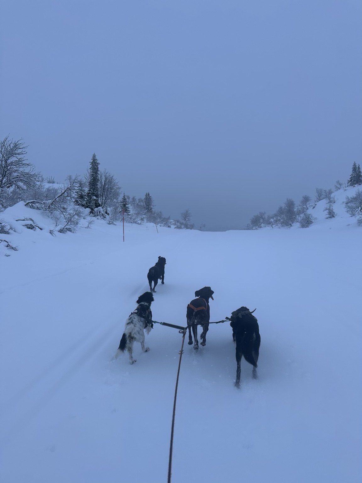 Kennelopphold hos Hundetrener Synne Åkre