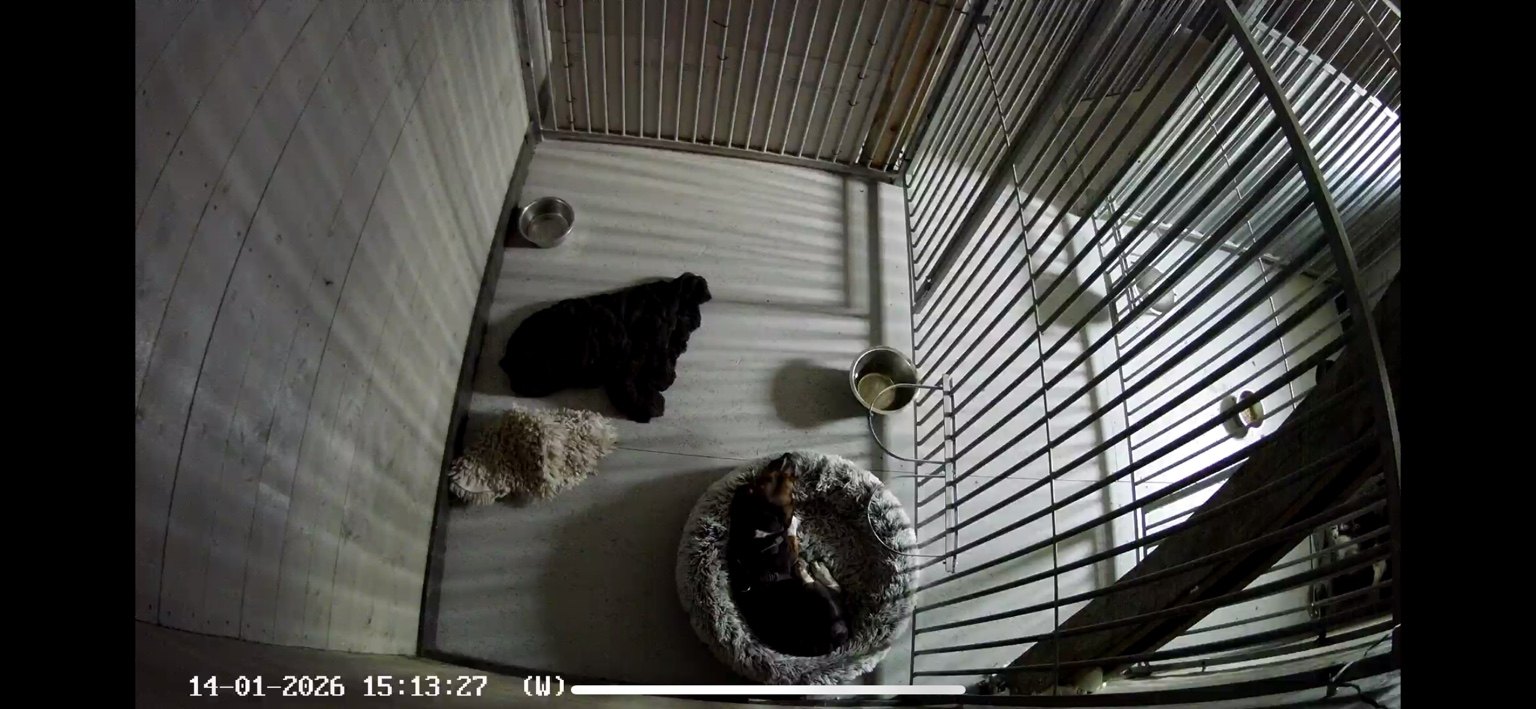 Kennelopphold hos Hundetrener Synne Åkre