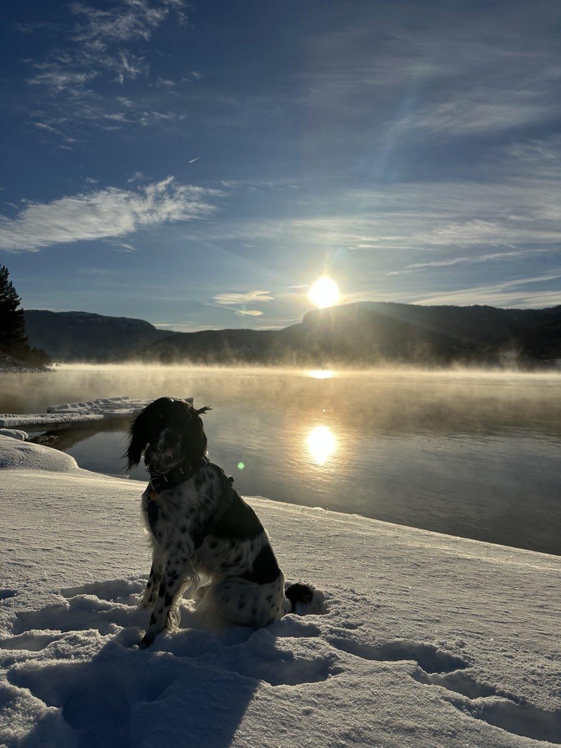 Kennelopphold hos Hundetrener Synne Åkre