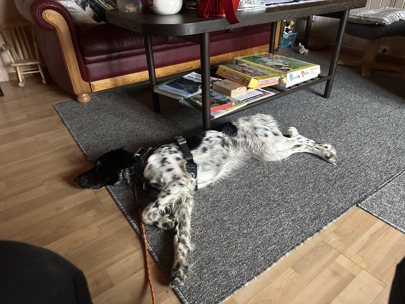 Kennelopphold hos Hundetrener Synne Åkre
