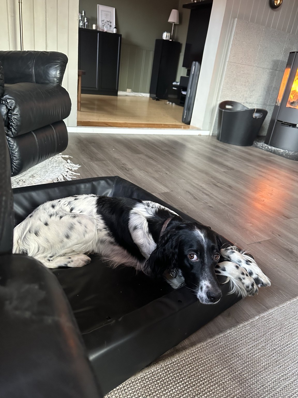 Kennelopphold hos Hundetrener Synne Åkre