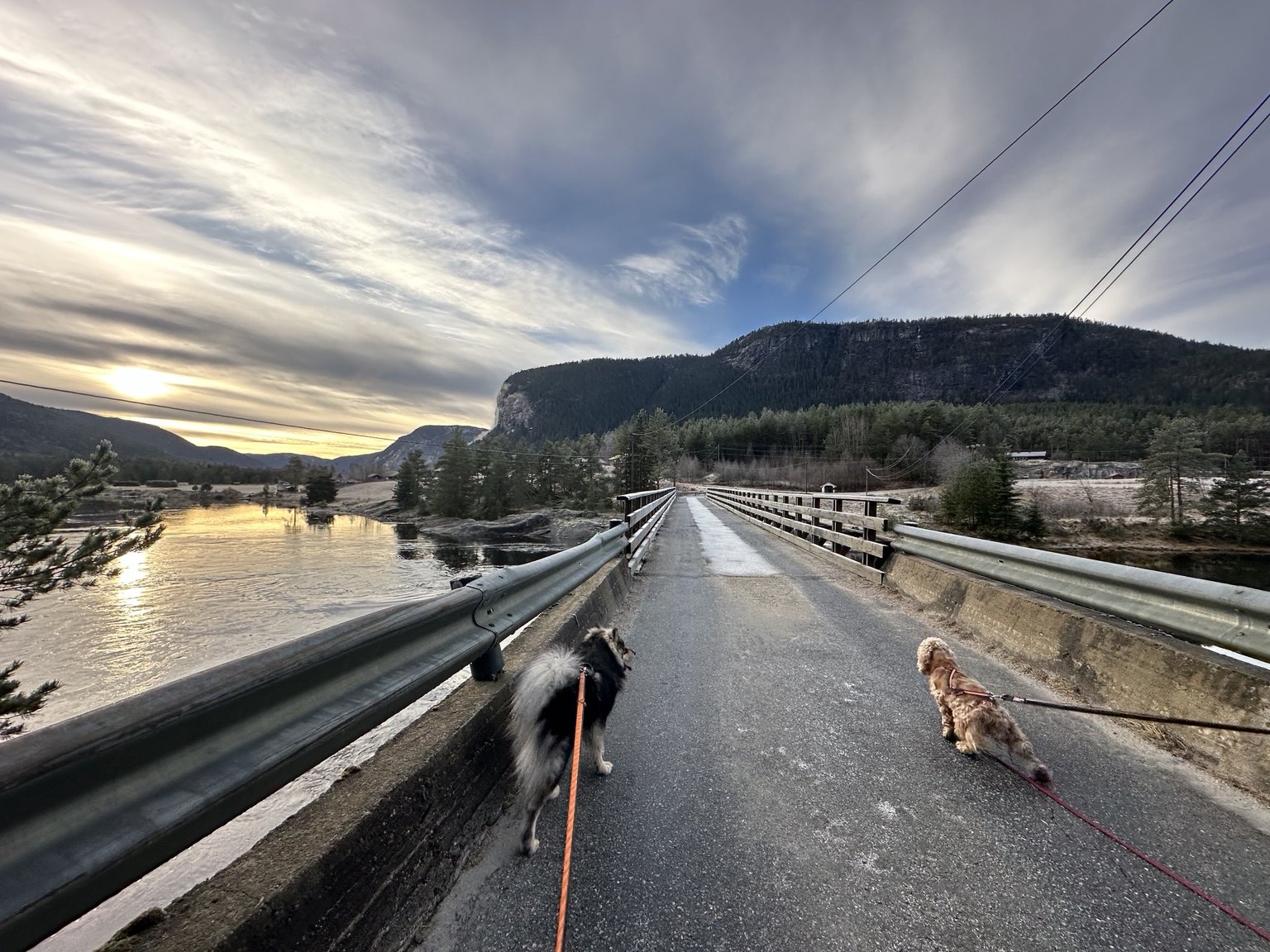 Kennelopphold hos Hundetrener Synne Åkre