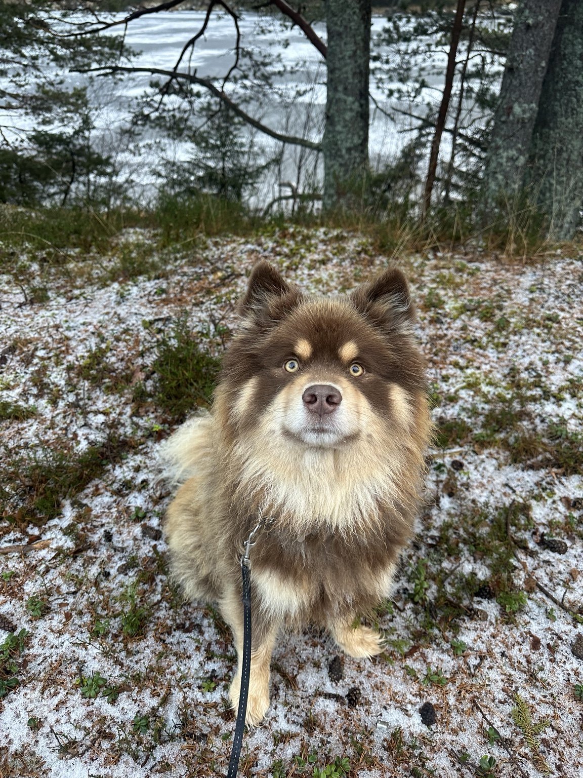 Kennelopphold hos Hundetrener Synne Åkre