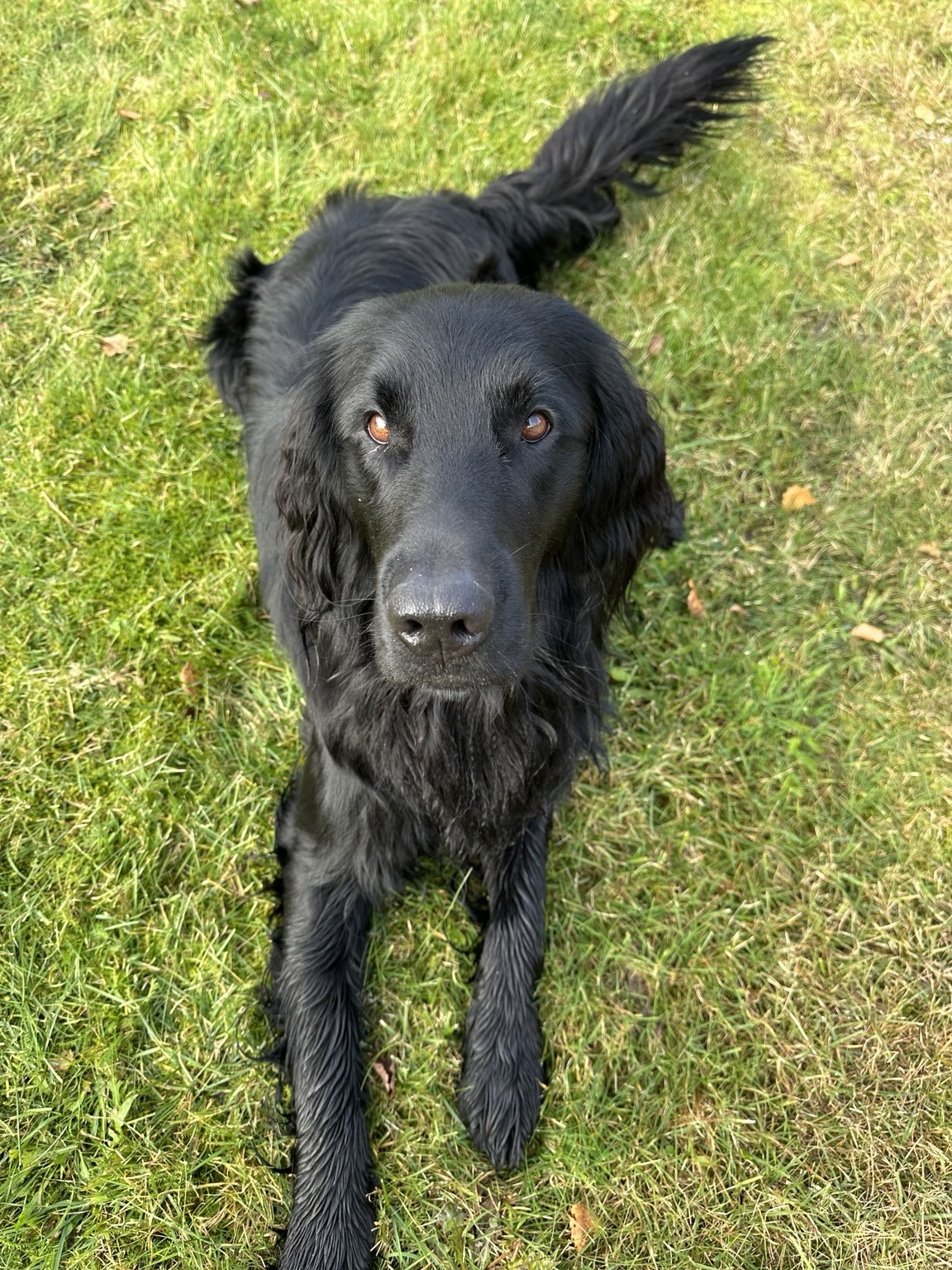Kennelopphold hos Hundetrener Synne Åkre