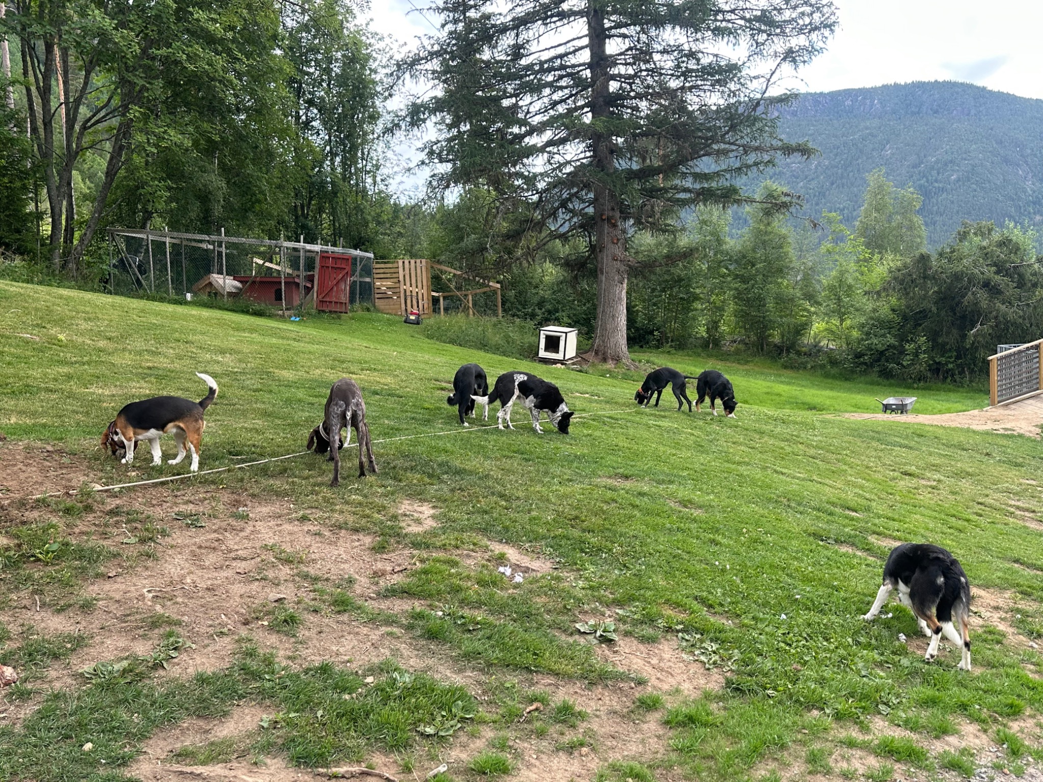 Kennelopphold hos Hundetrener Synne Åkre