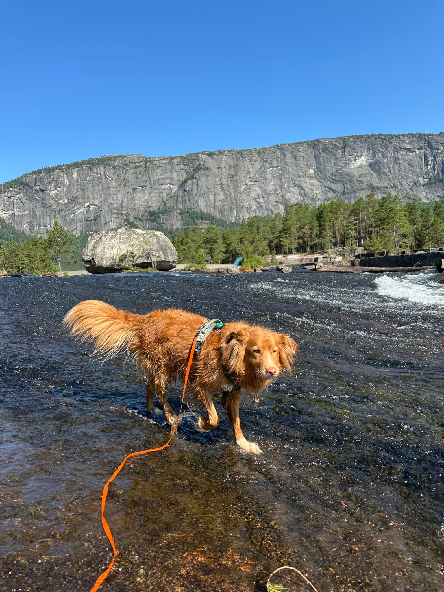 Kennelopphold hos Hundetrener Synne Åkre