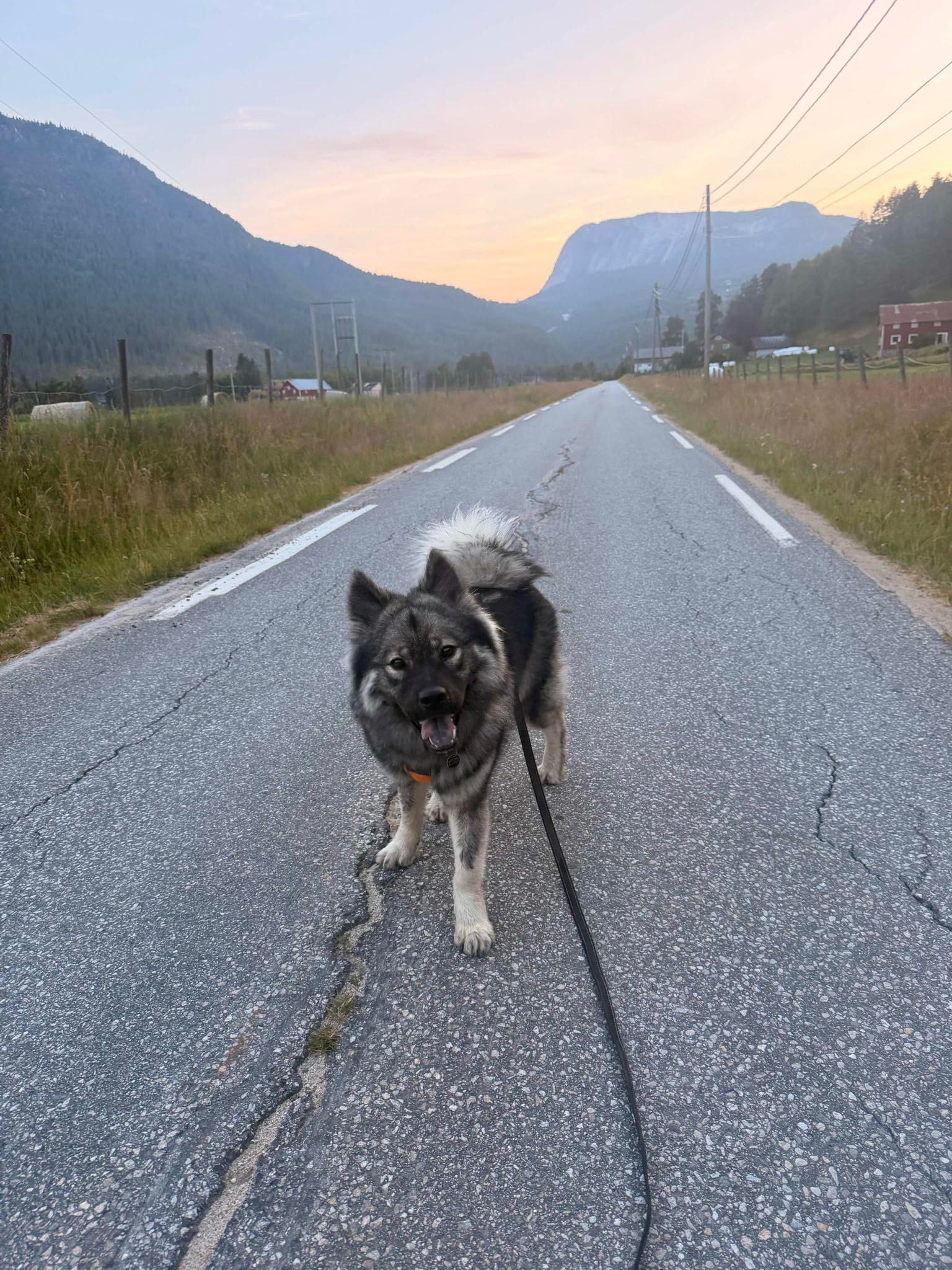 Kennelopphold hos Hundetrener Synne Åkre