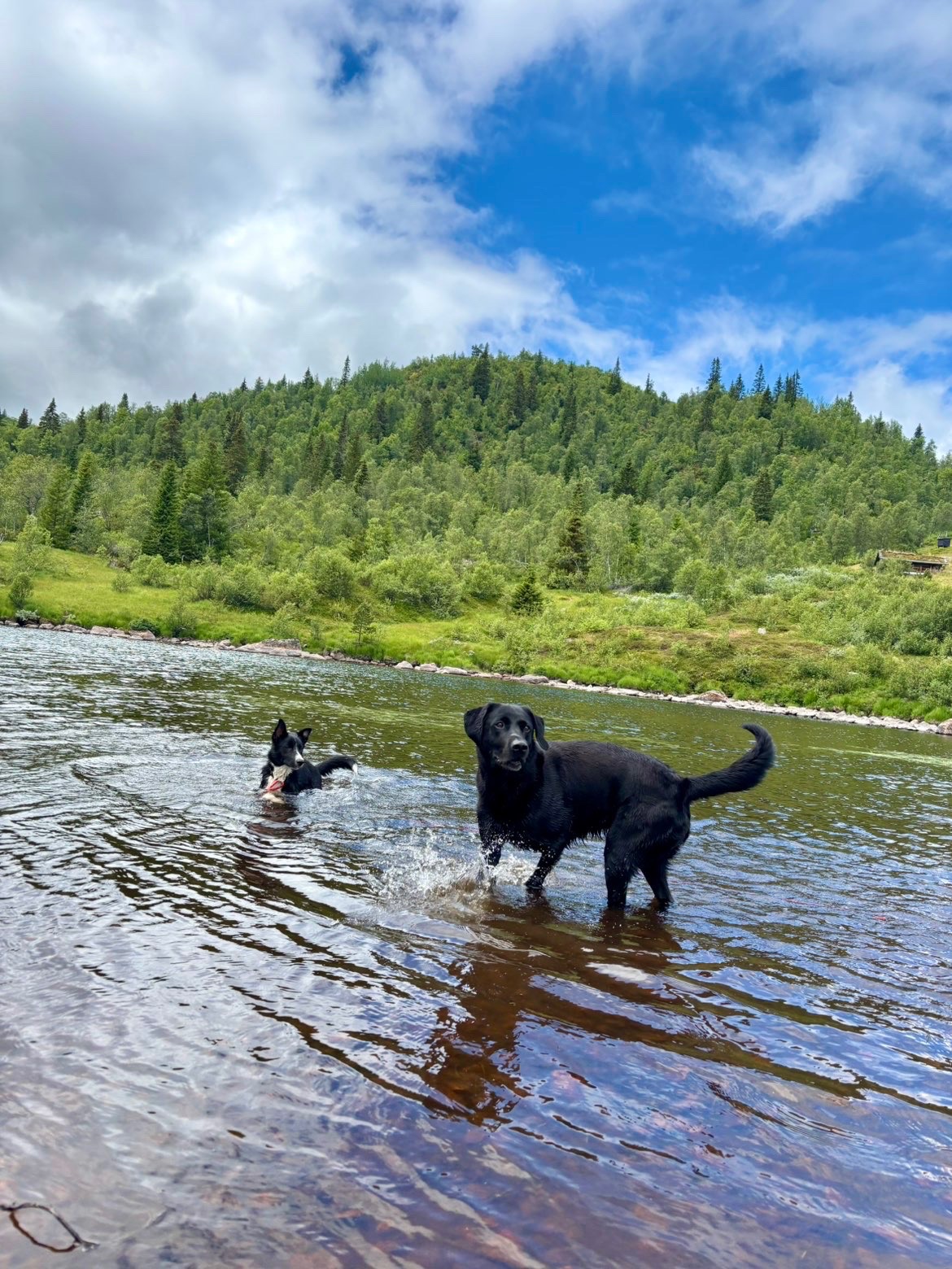 Kennelopphold hos Hundetrener Synne Åkre