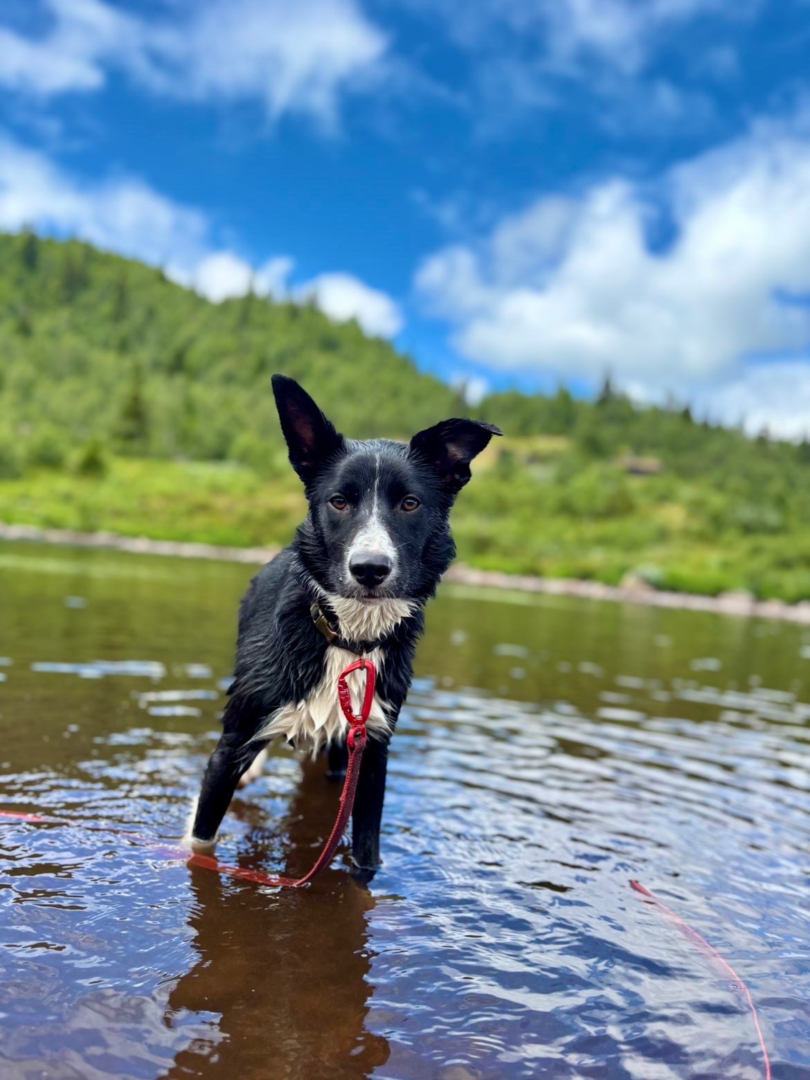 Kennelopphold hos Hundetrener Synne Åkre