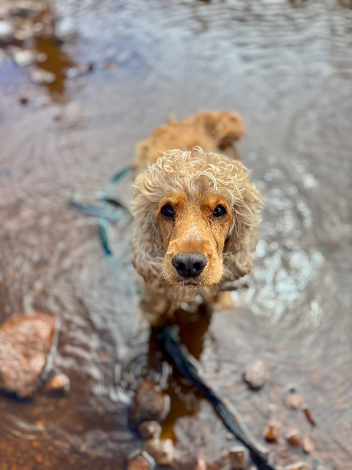 Kennelopphold hos Hundetrener Synne Åkre