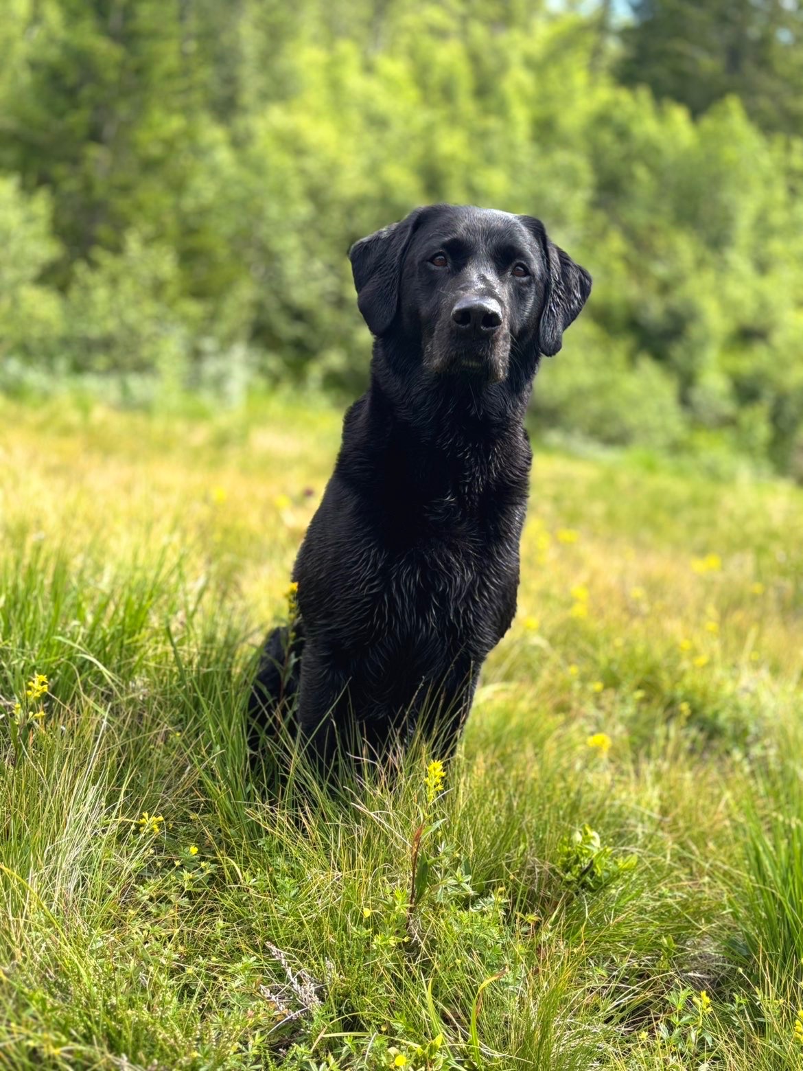 Kennelopphold hos Hundetrener Synne Åkre