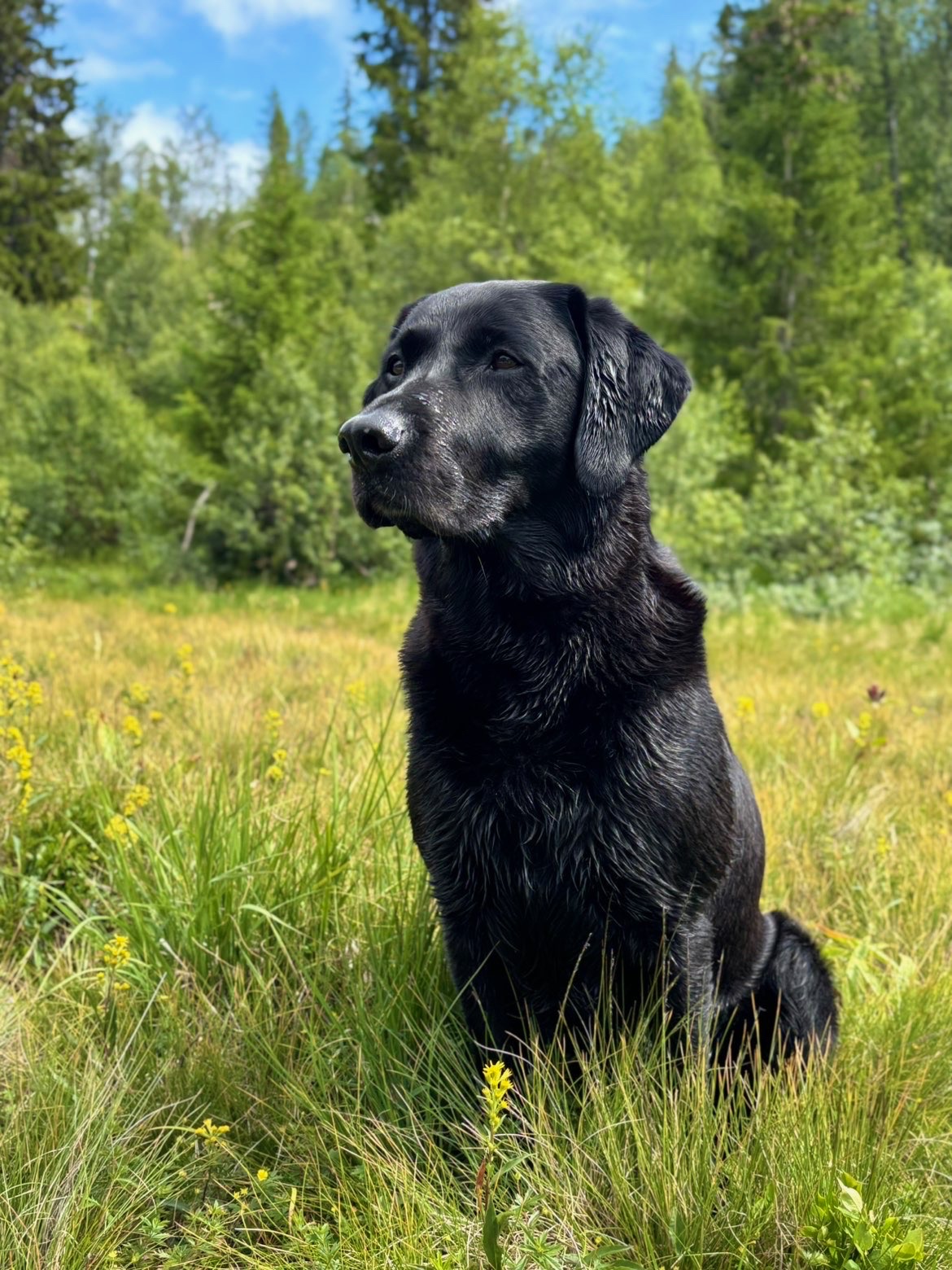 Kennelopphold hos Hundetrener Synne Åkre