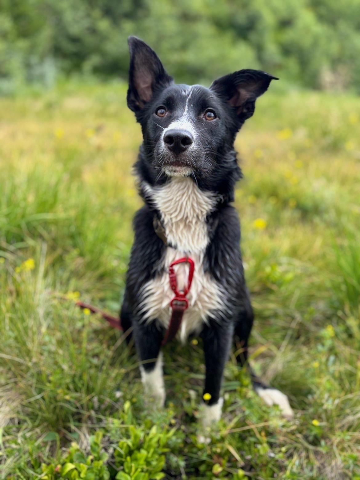 Kennelopphold hos Hundetrener Synne Åkre