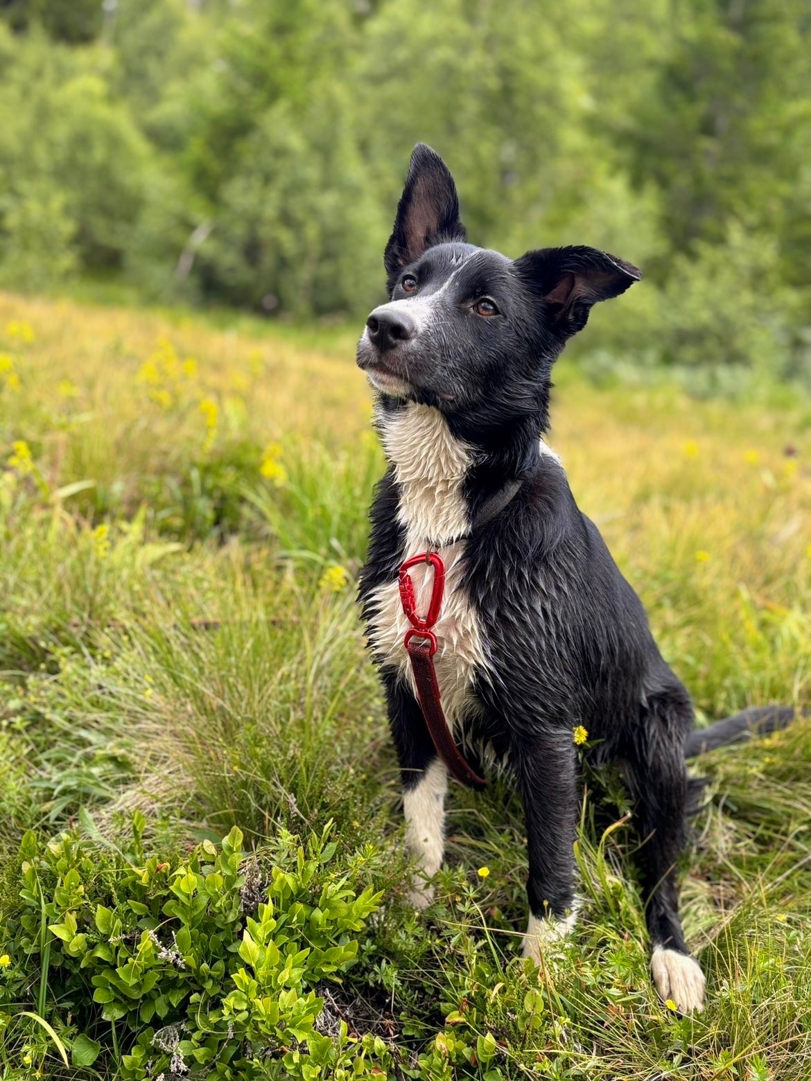 Kennelopphold hos Hundetrener Synne Åkre