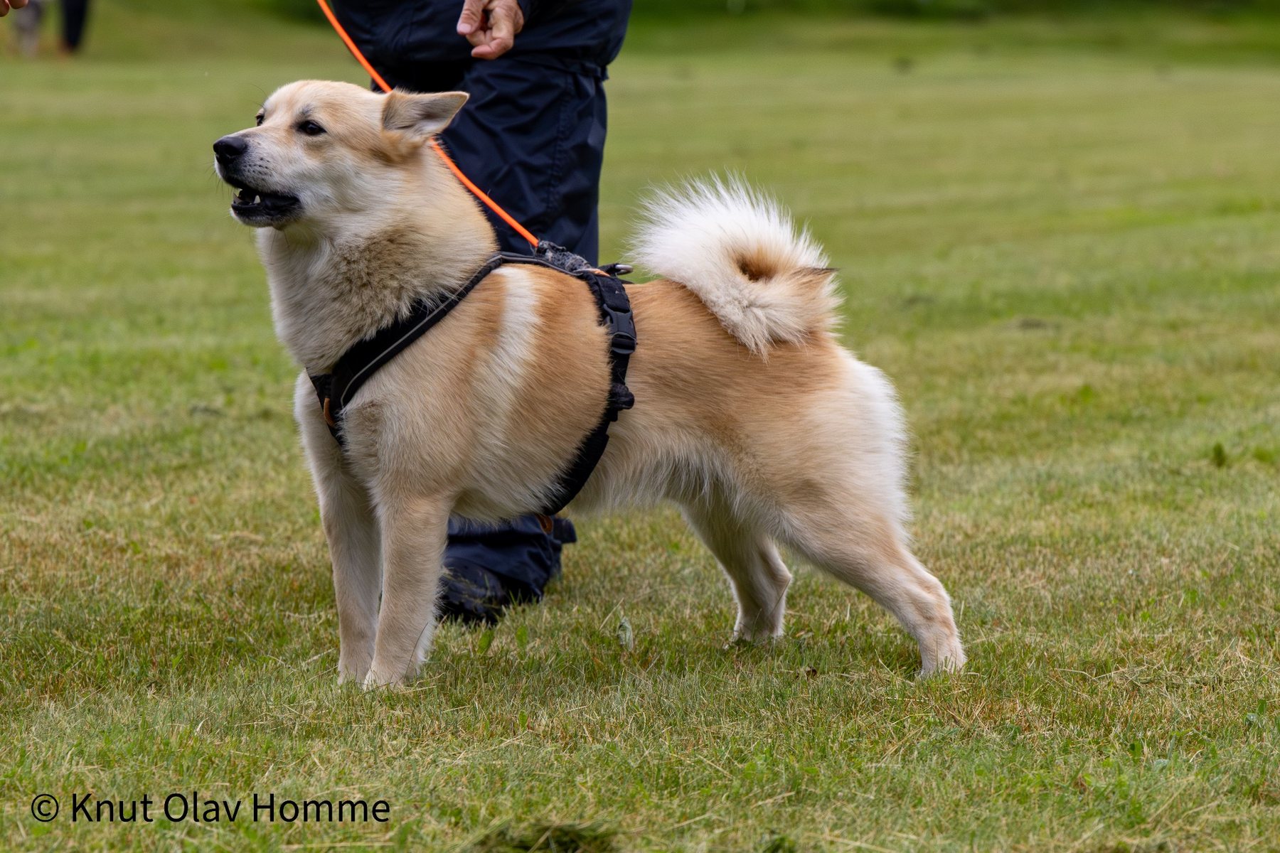 Hundekurs 2026 hos Hundetrener Synne Åkre