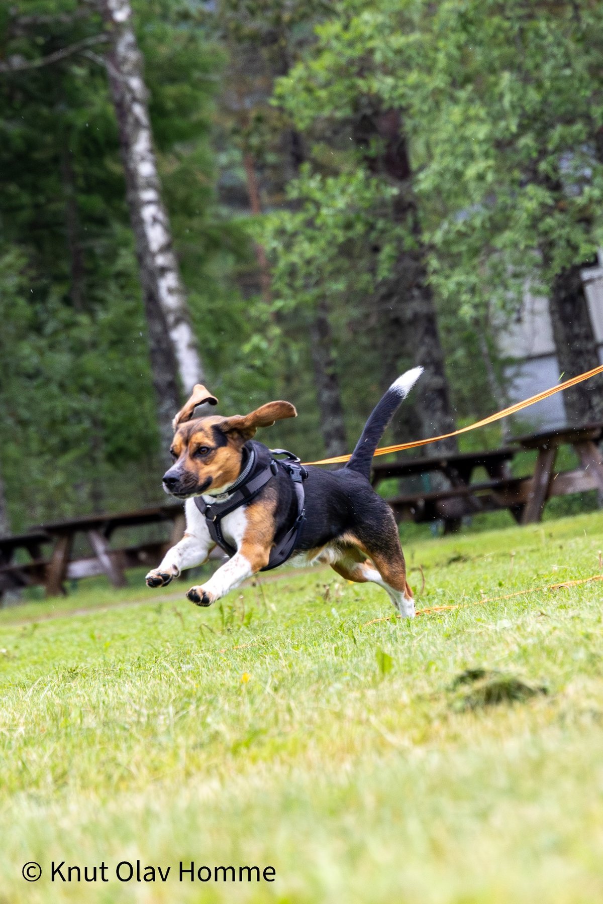 Hundekurs 2026 hos Hundetrener Synne Åkre