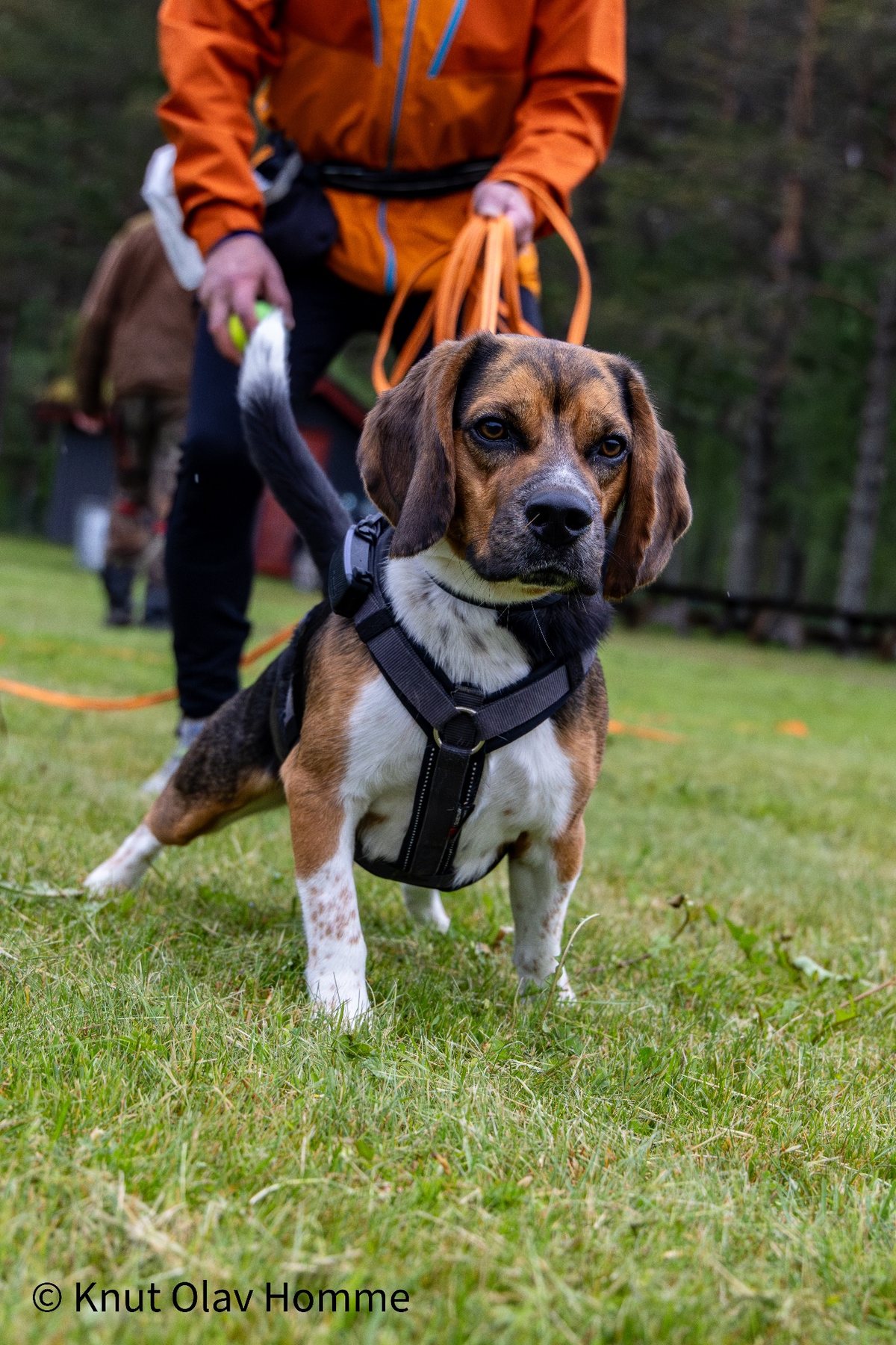 Hundekurs 2026 hos Hundetrener Synne Åkre